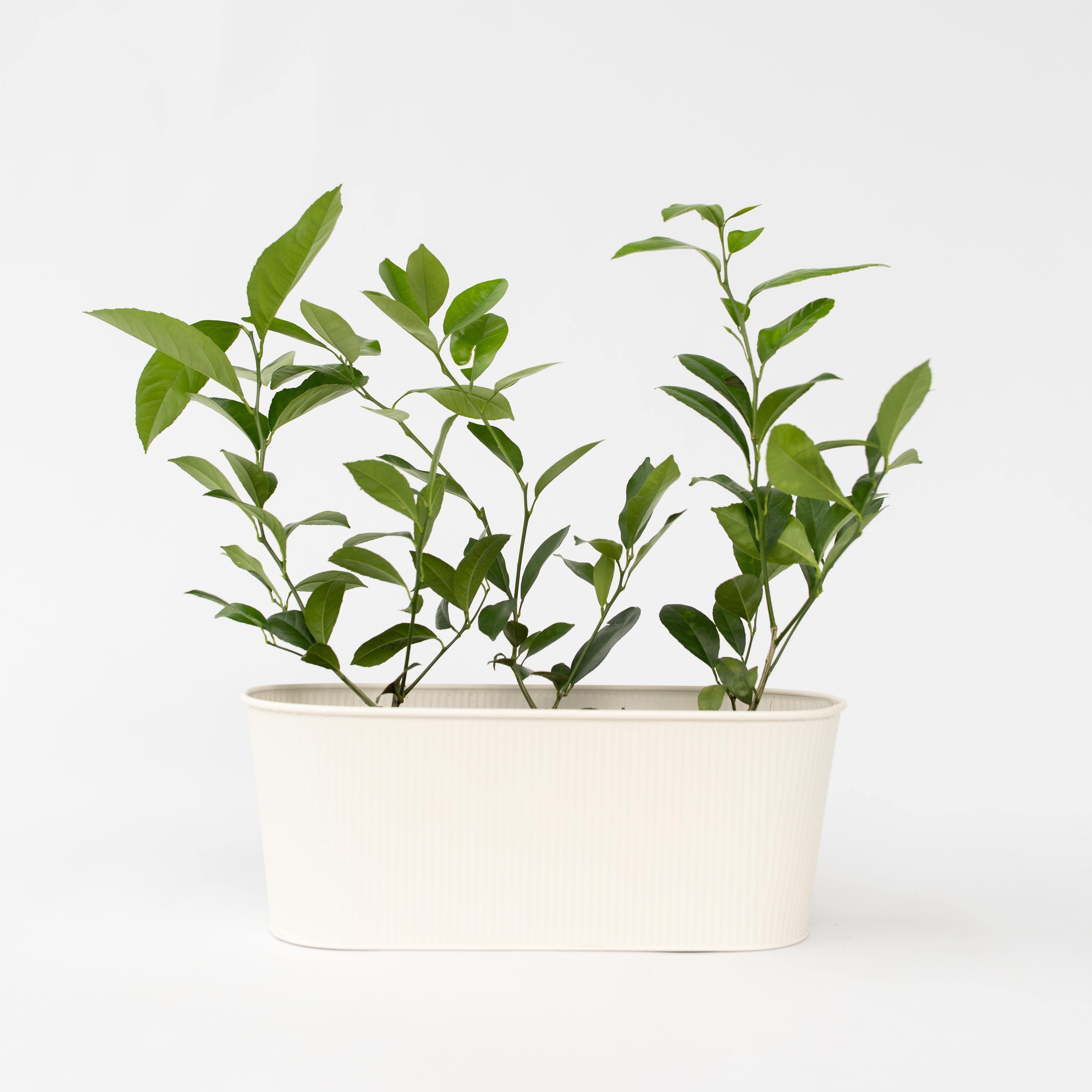 Citrontræ - Sæt med 3 - Citrus limon