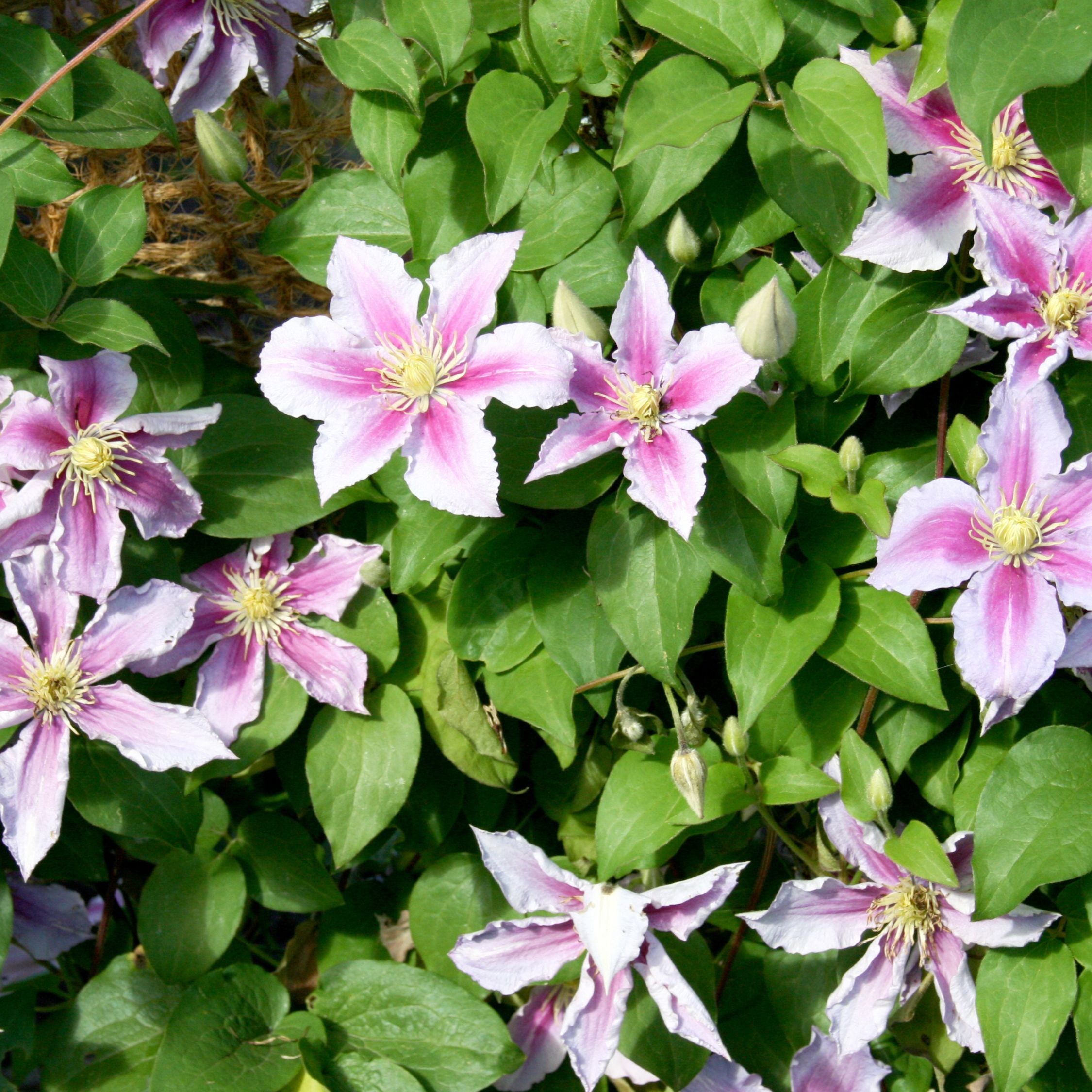 Klematis - Sæt med 3 - Clematis hybrid