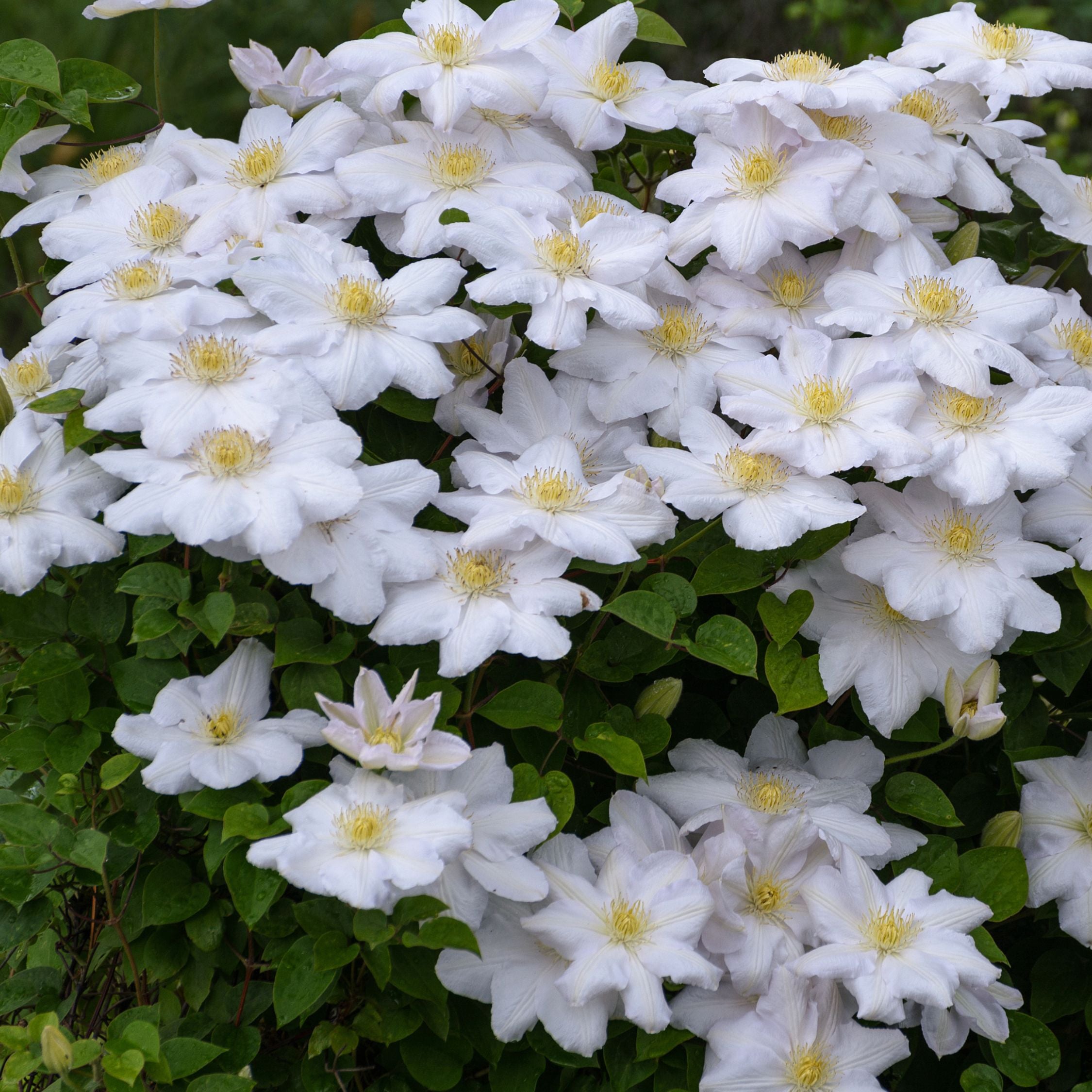 Klematis - Sæt med 3 - Clematis hybrid