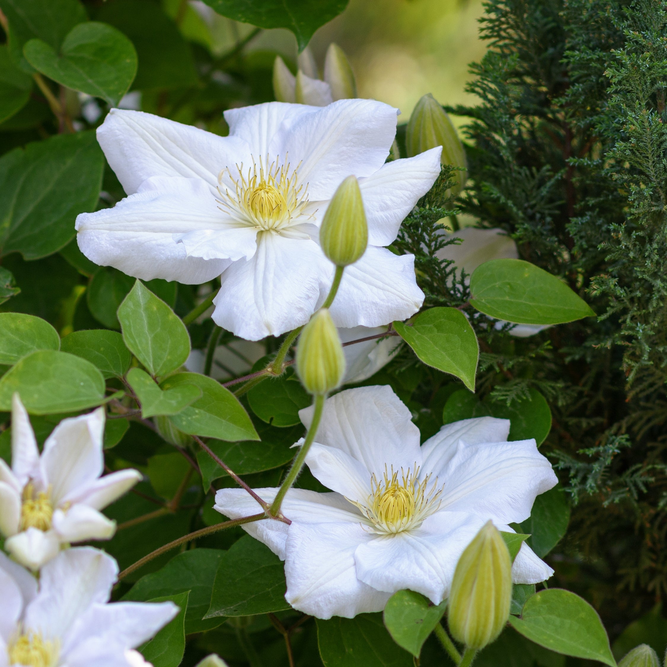 Klematis - Sæt med 3 - Clematis hybrid 'Mme Le Coultre'