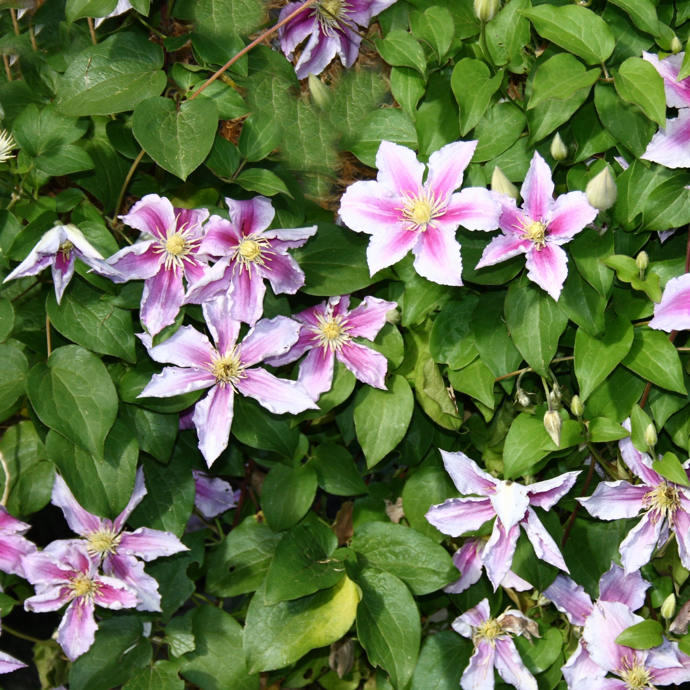 Klematis - Sæt med 3 - Clematis 'Hagley Hybrid'
