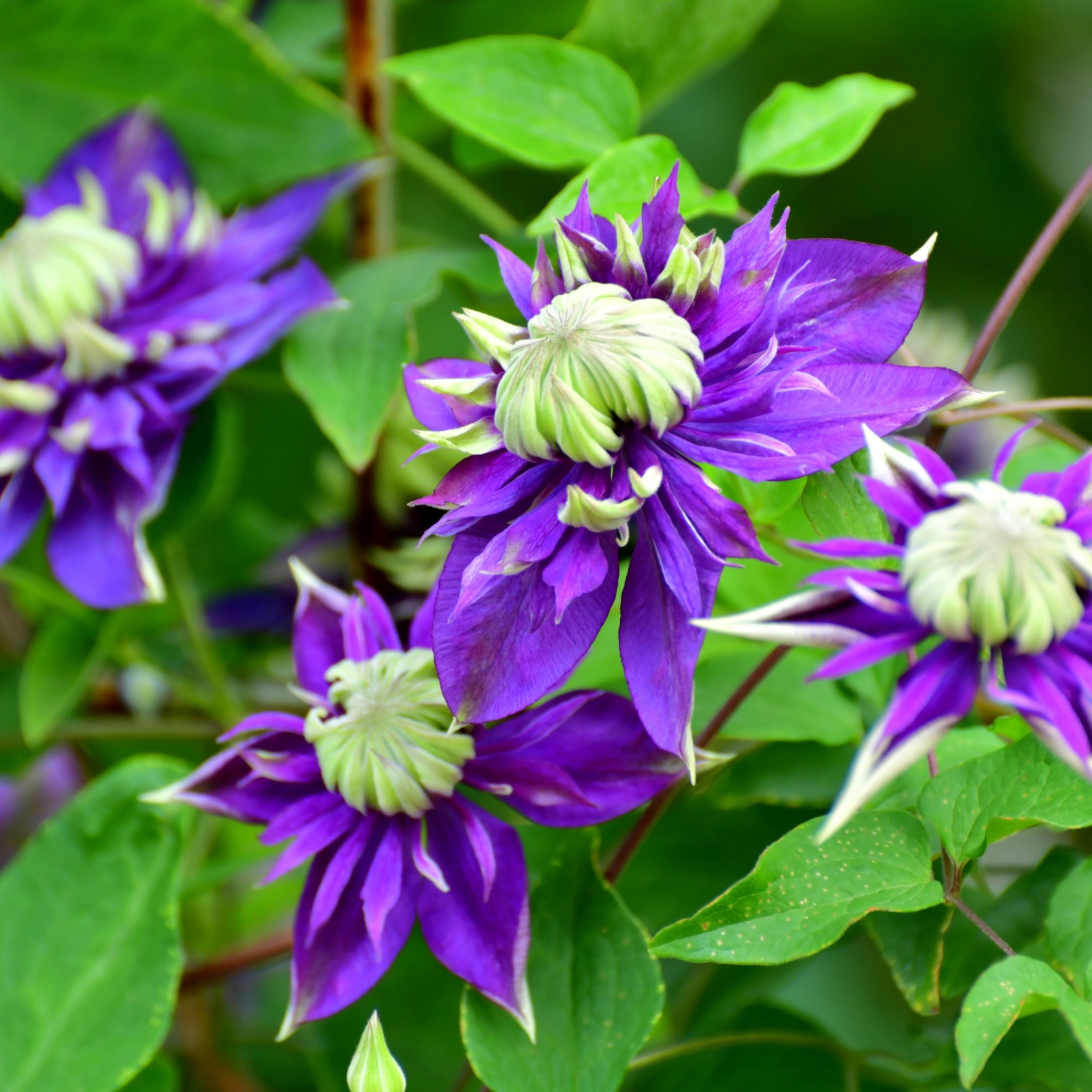 Klematis - Sæt med 2 - Clematis hybrid 'Taiga'