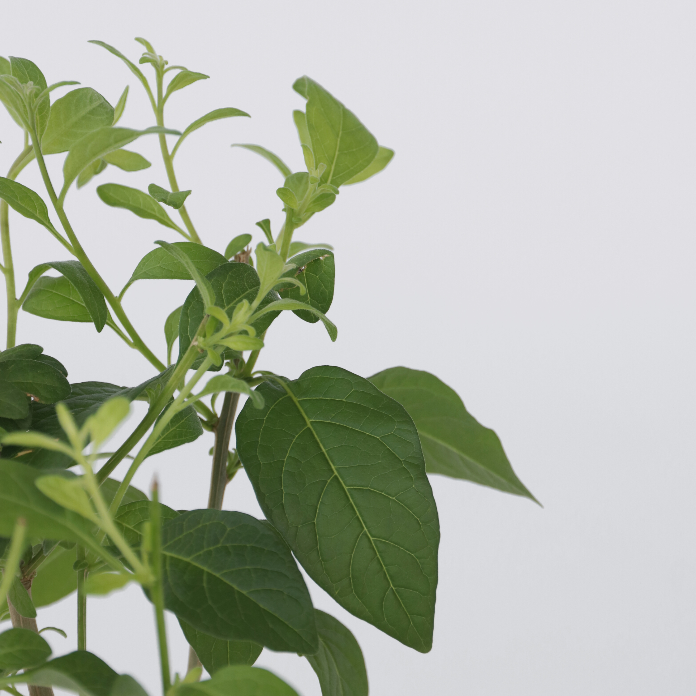 Klematis - Sæt med 2 - Clematis hybrid 'Taiga'