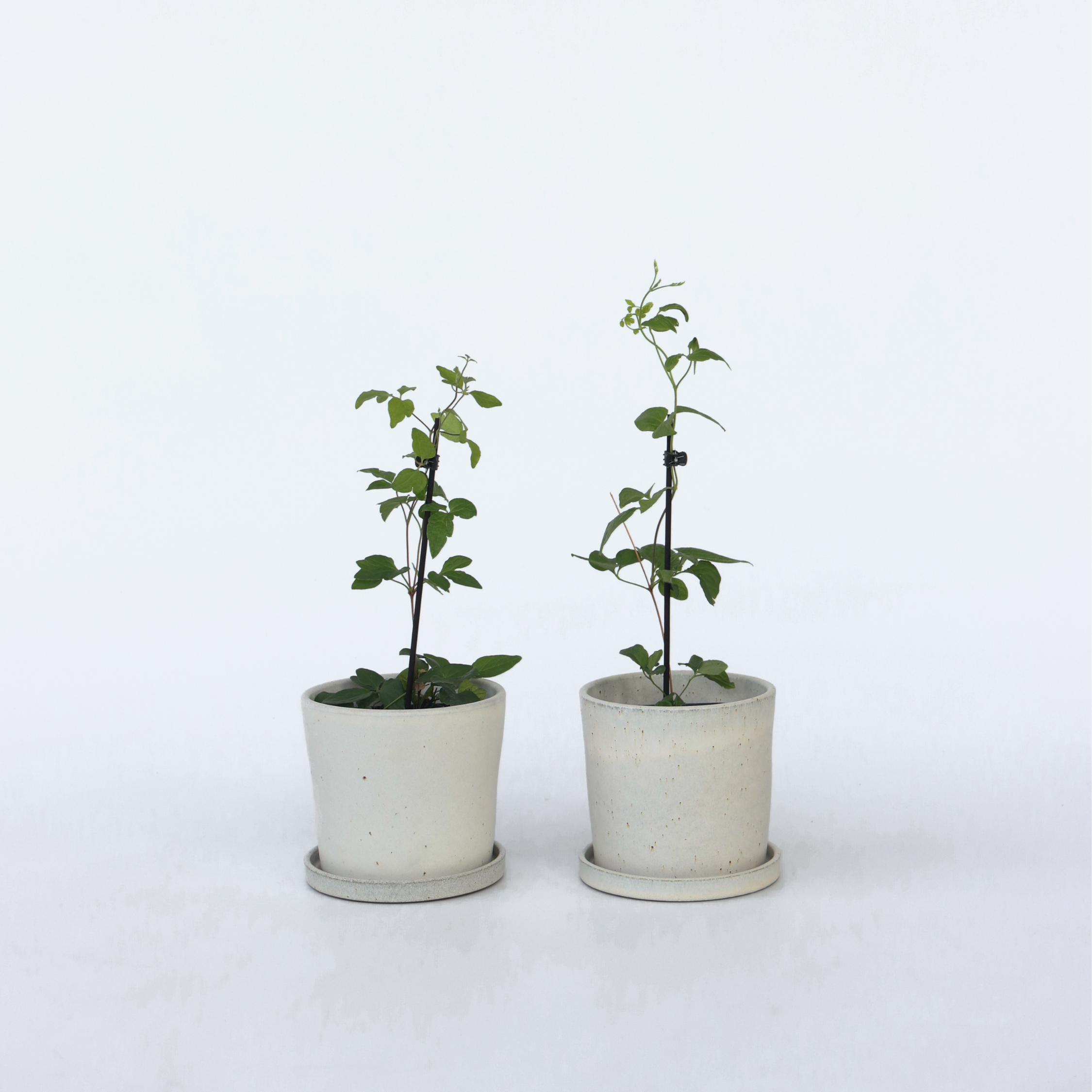 Klematis - Sæt med 2 - Clematis hybrid 'Taiga'