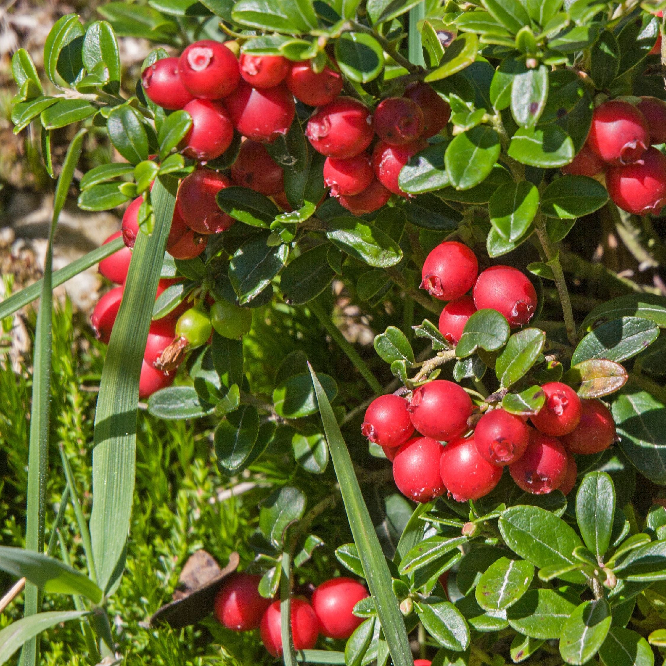 Tranebær - Sæt med 3 - Vaccinium macrocarpon 'Cranberry'