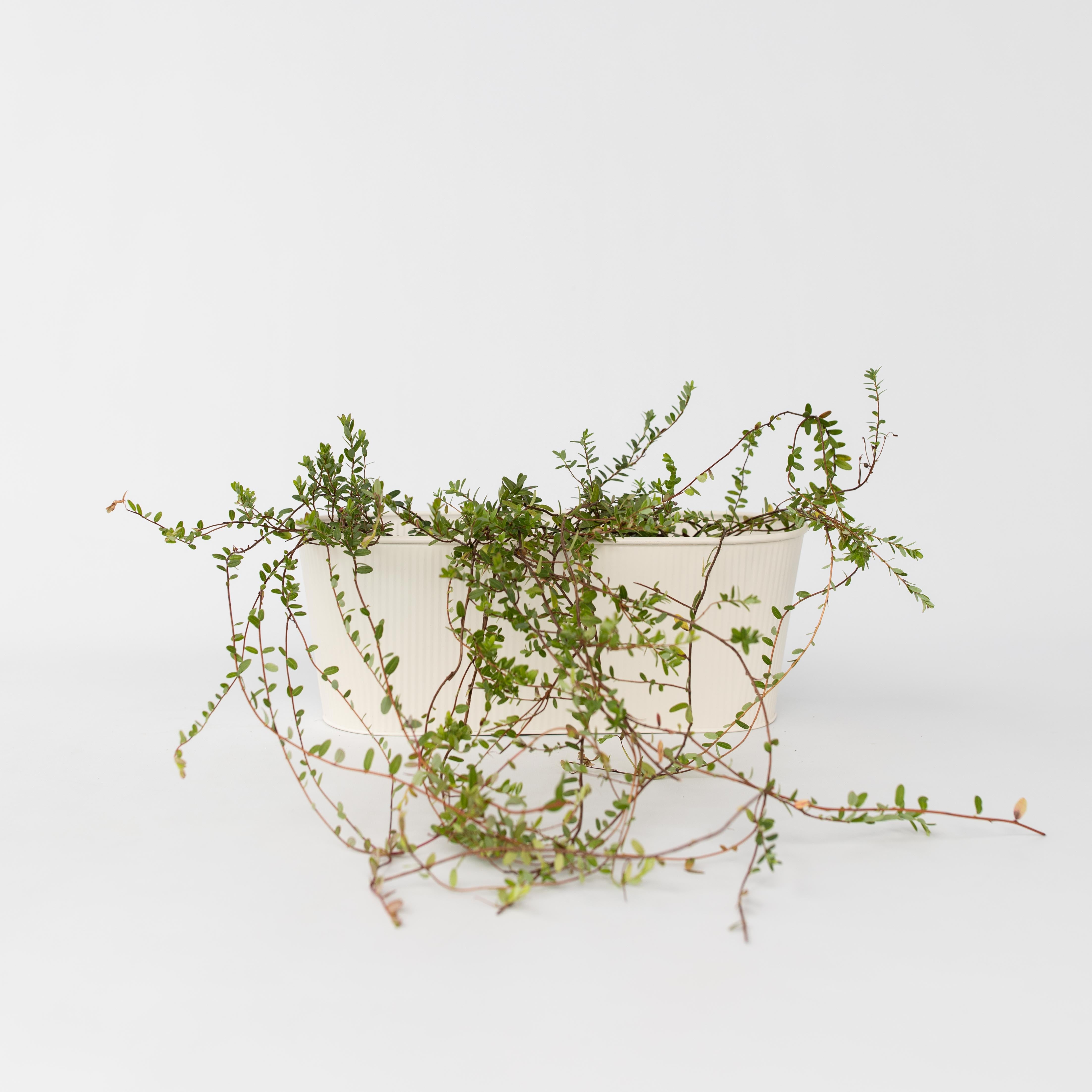 Tranebær - Sæt med 3 - Vaccinium macrocarpon 'Cranberry'