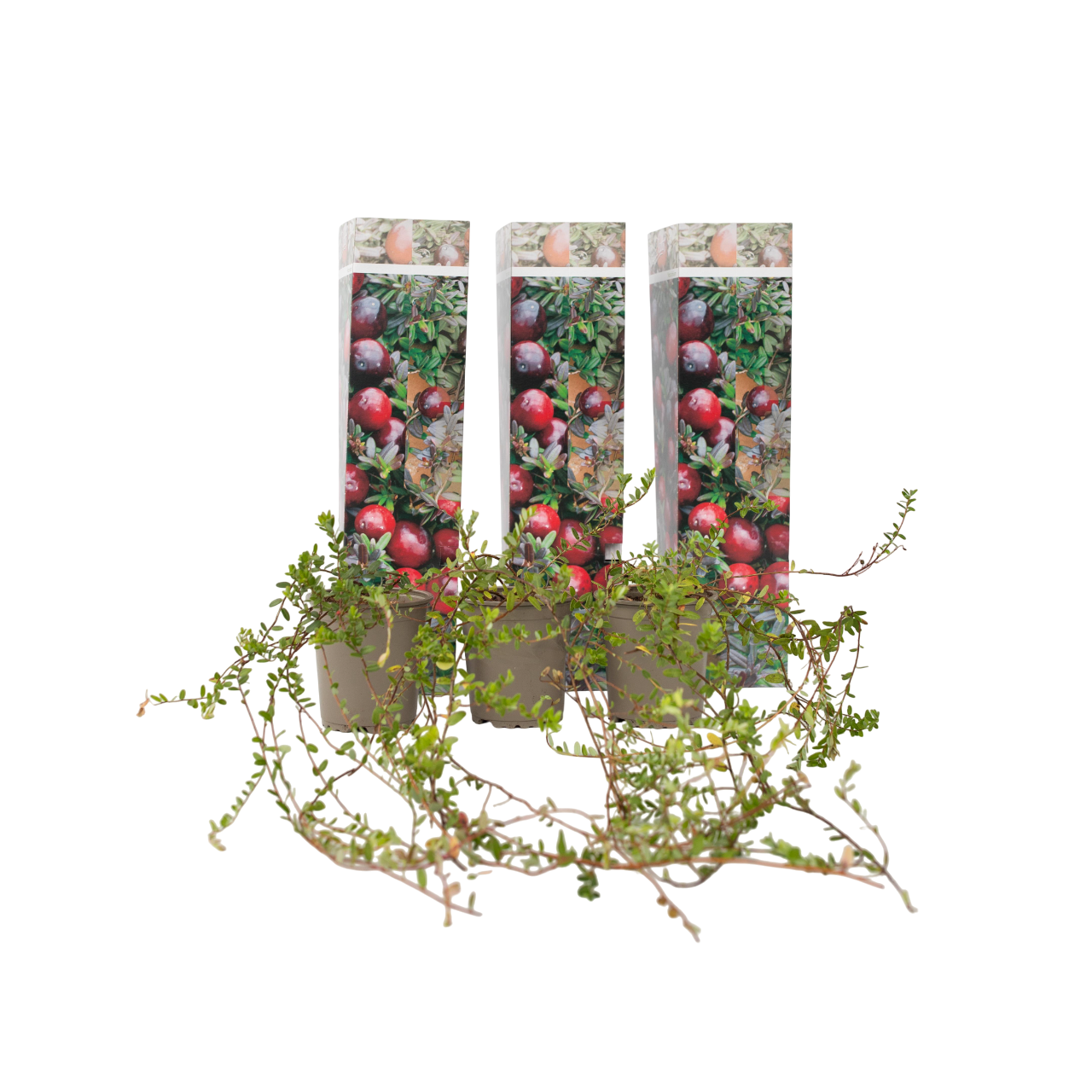 Tranebær - Sæt med 3 - Vaccinium macrocarpon 'Cranberry'