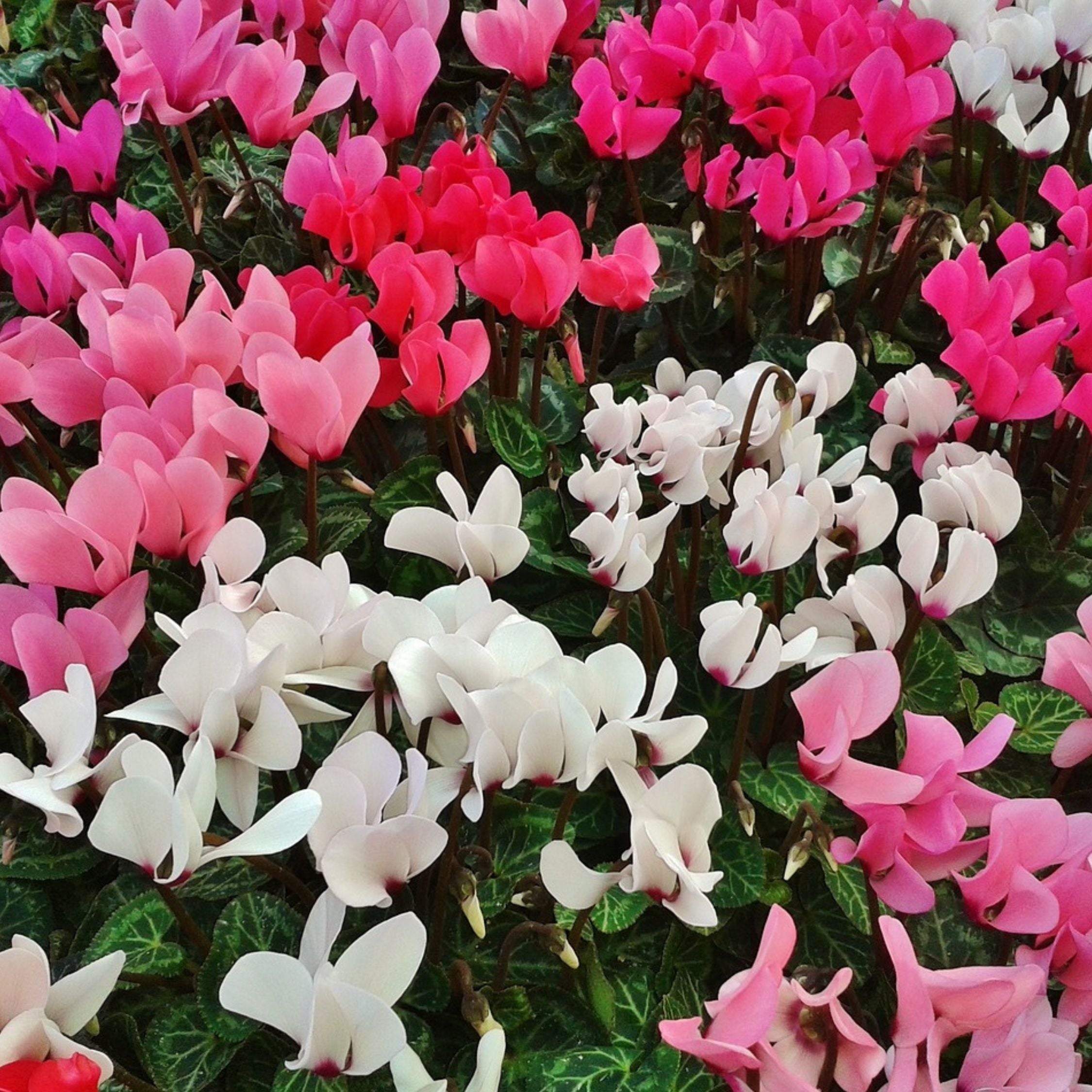 Krukkeviol - Sæt med 3 - Cyclamen persicum