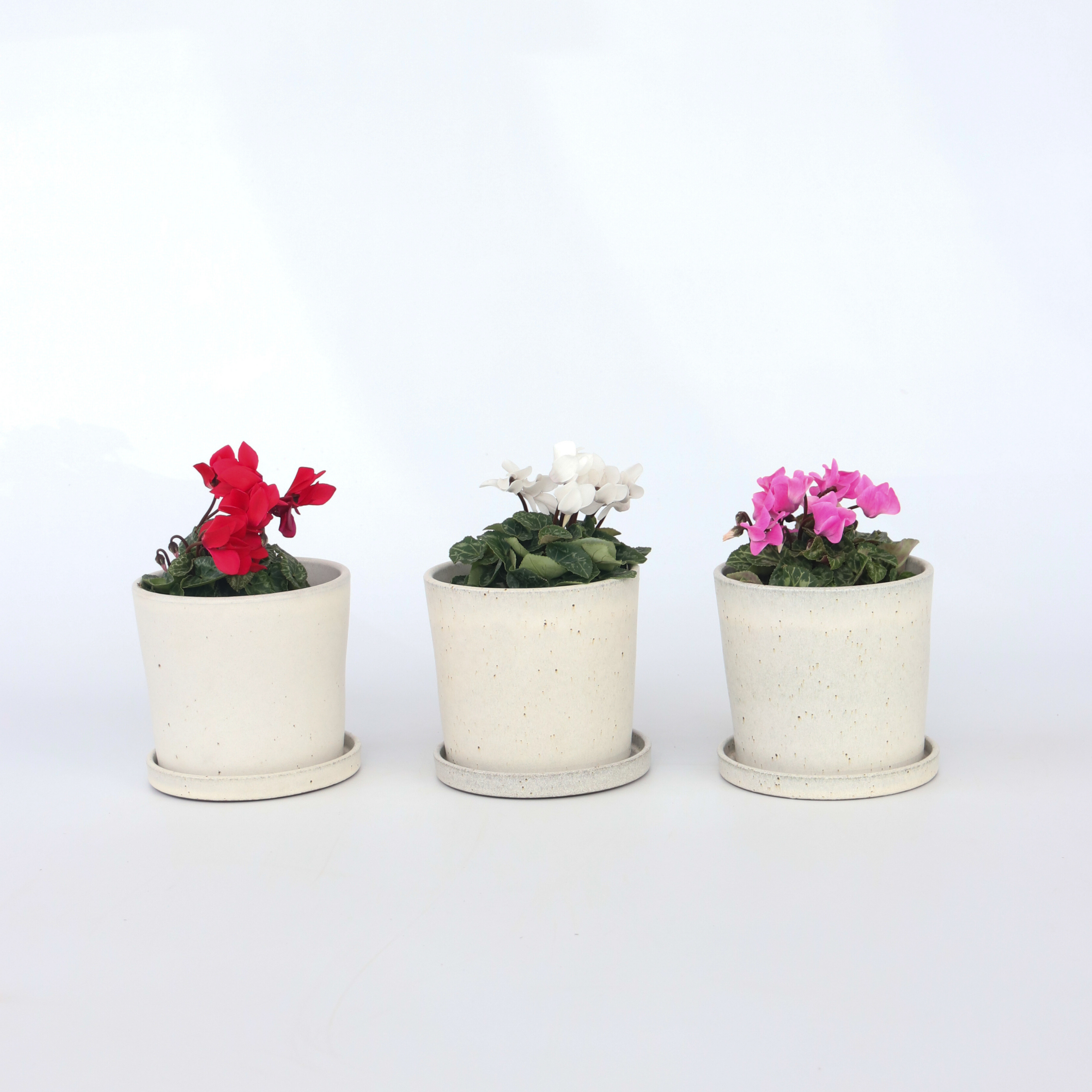 Krukkeviol - Sæt med 3 - Cyclamen persicum