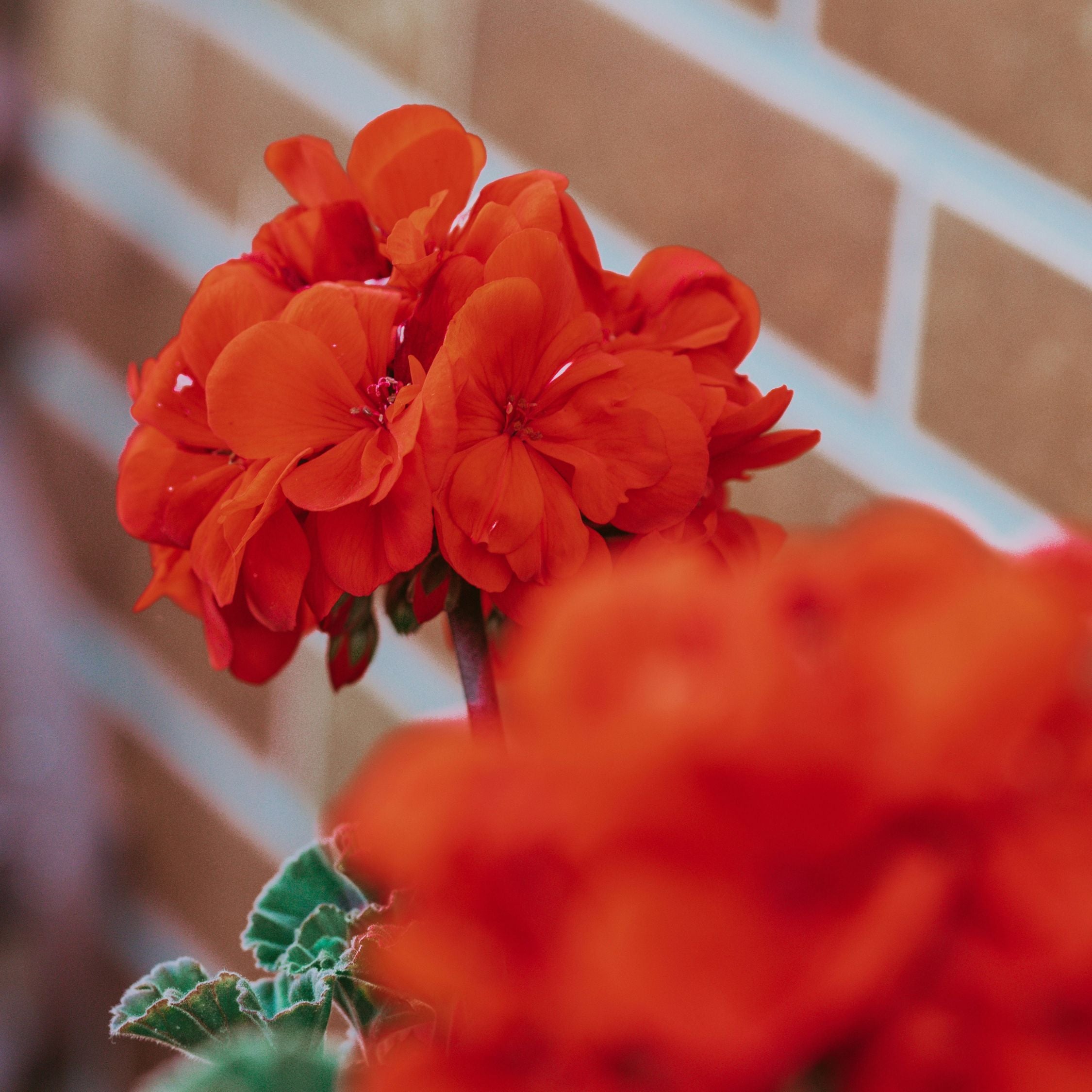 Krukkeviol - Sæt 3 - Cyclamen persicum 'Winfall Scarlet'