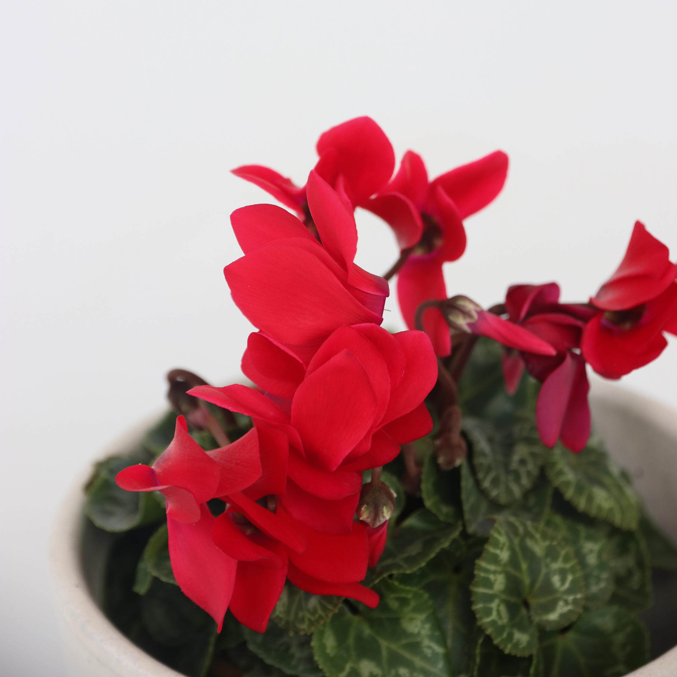 Krukkeviol - Sæt 3 - Cyclamen persicum 'Winfall Scarlet'