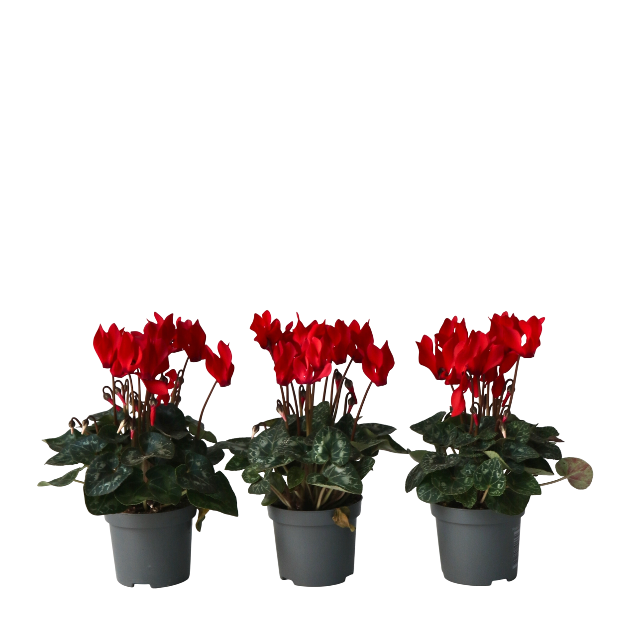 Krukkeviol - Sæt 3 - Cyclamen persicum 'Winfall Scarlet'