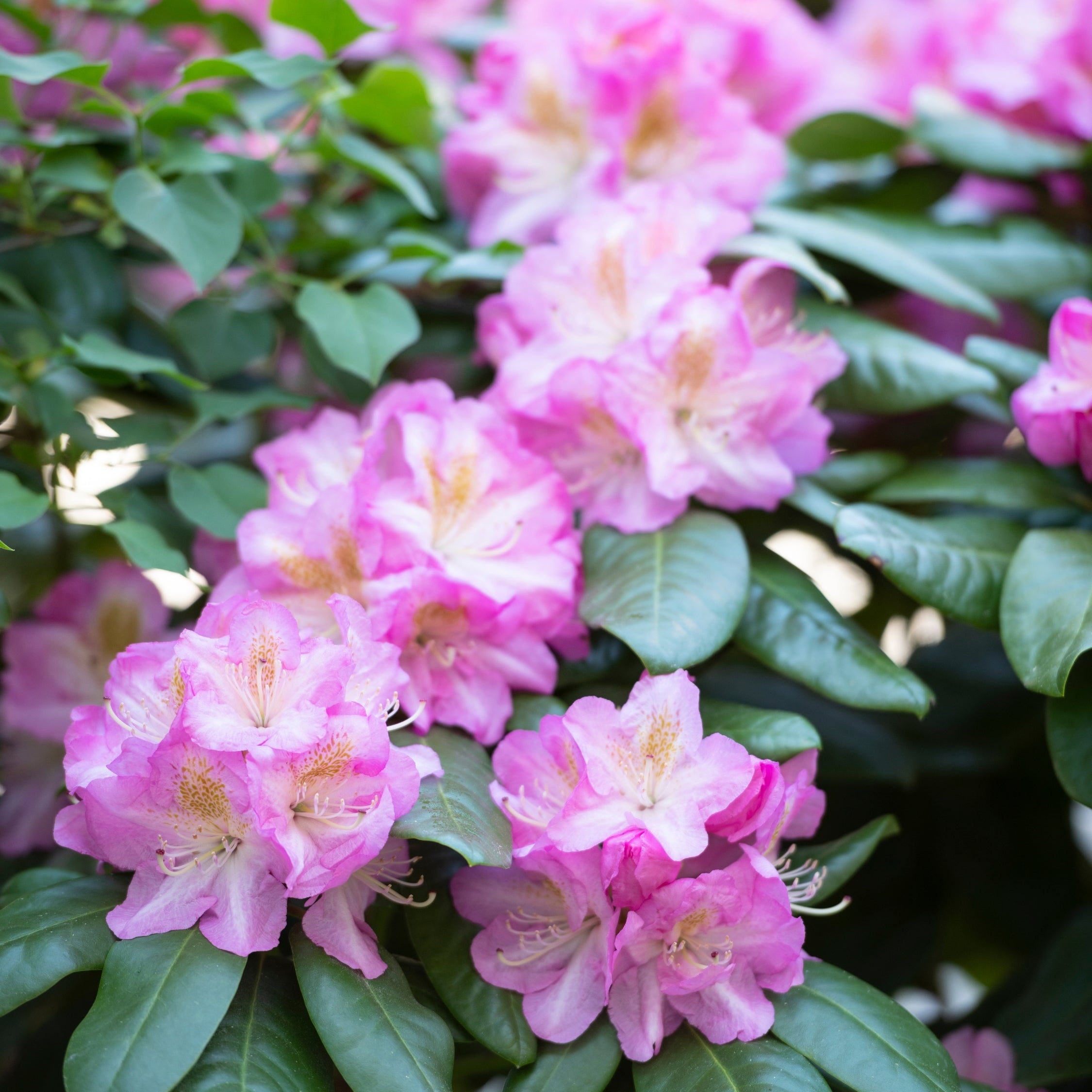 Rhododendronbusk - Sæt med 3 - R. roseum 'Elegans pink'
