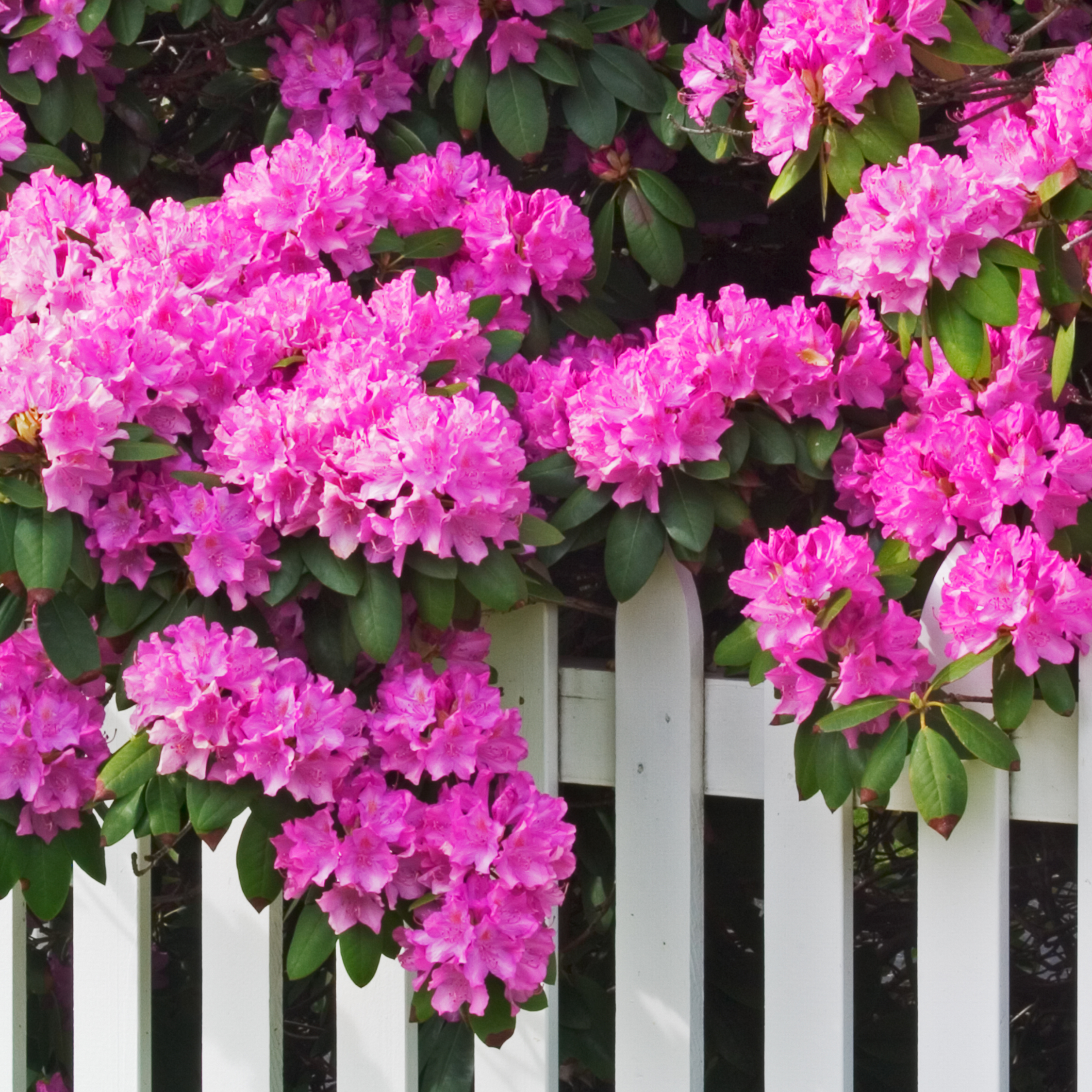 Rhododendronbusk - Sæt med 3 - R. roseum 'Elegans pink'