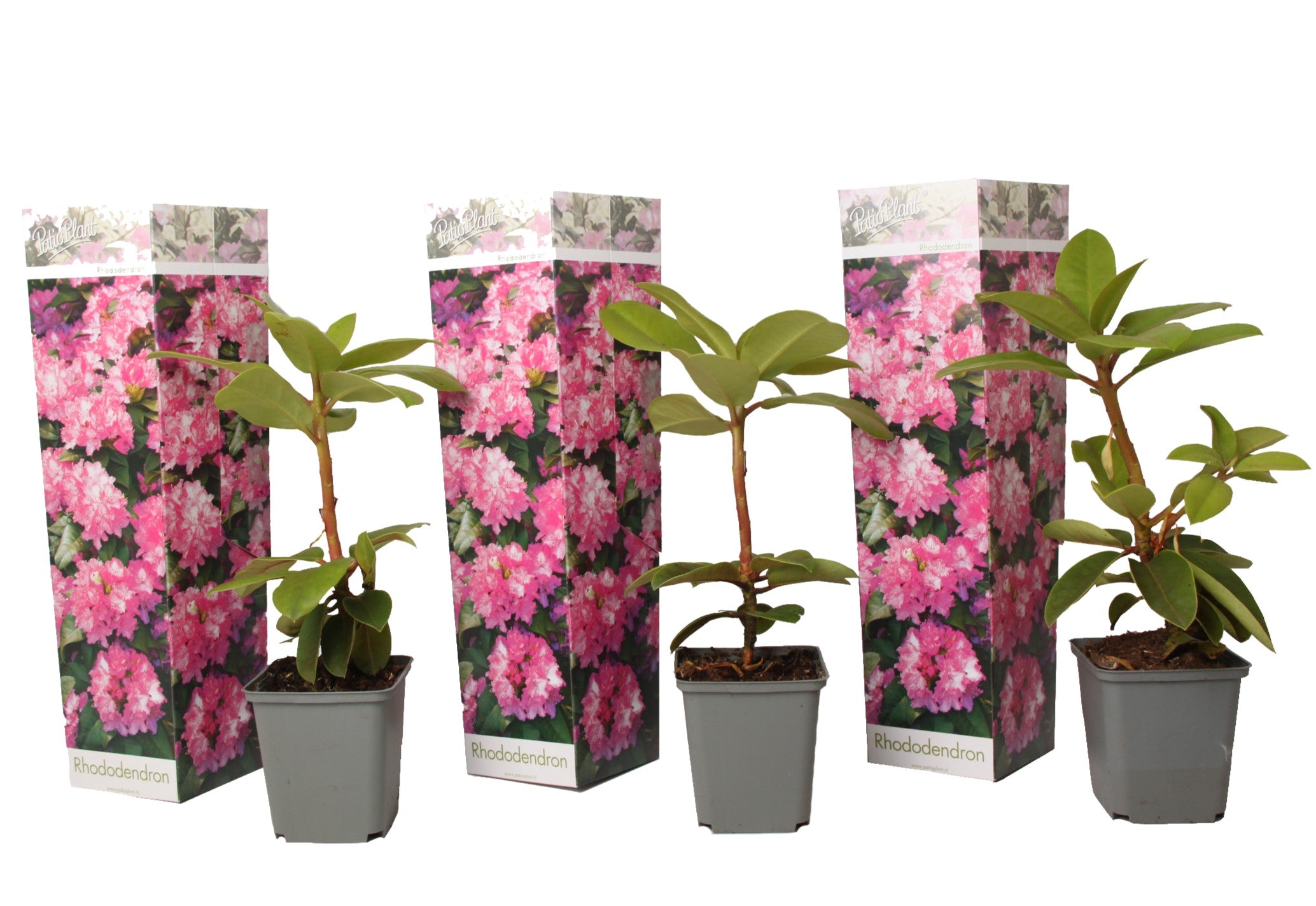 Rhododendronbusk - Sæt med 3 - R. roseum 'Elegans pink'