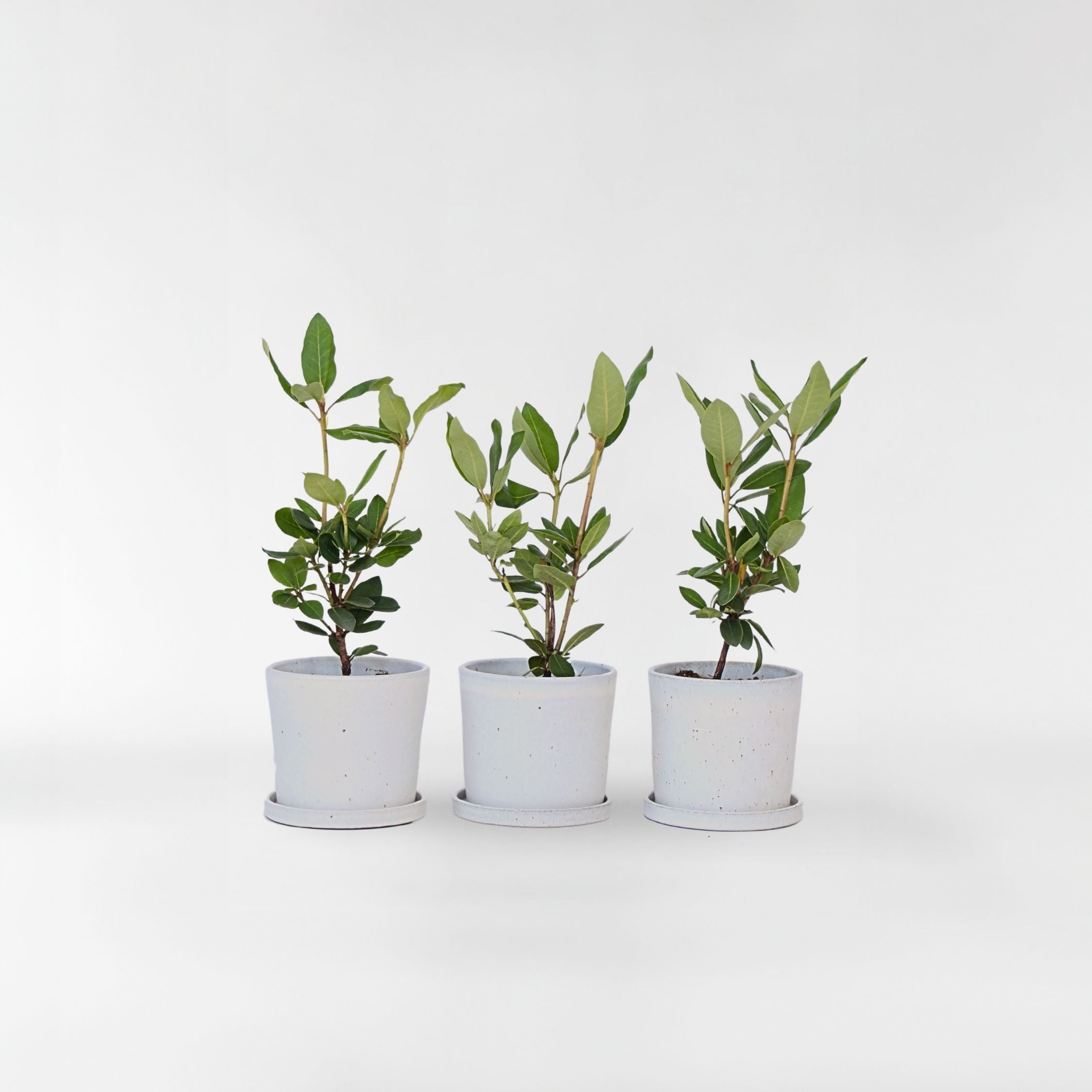 Rhododendronbusk - Sæt med 3 - R. roseum 'Elegans pink'