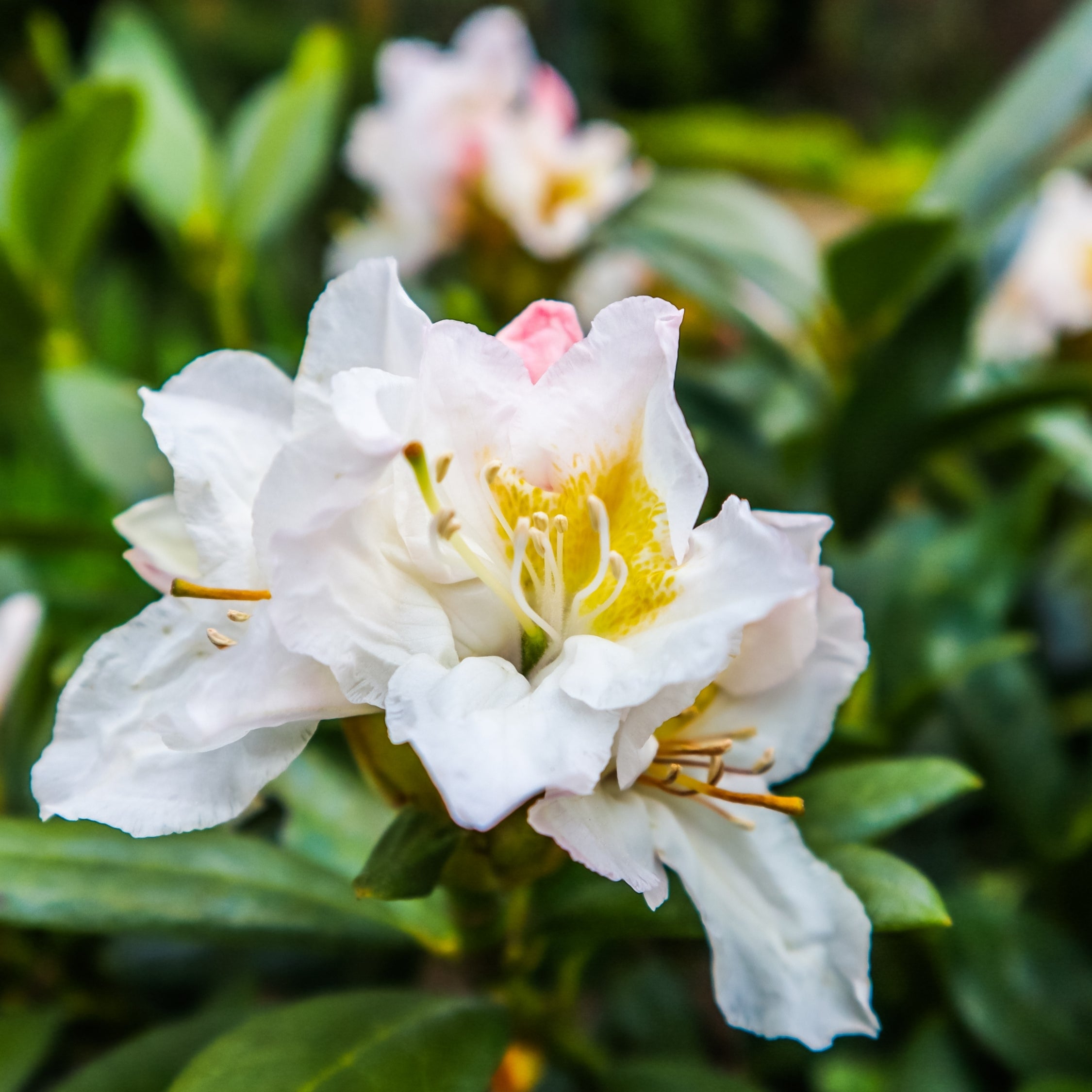 Rhododendron - Sæt med 3 - Busk 'Cunningham's White'