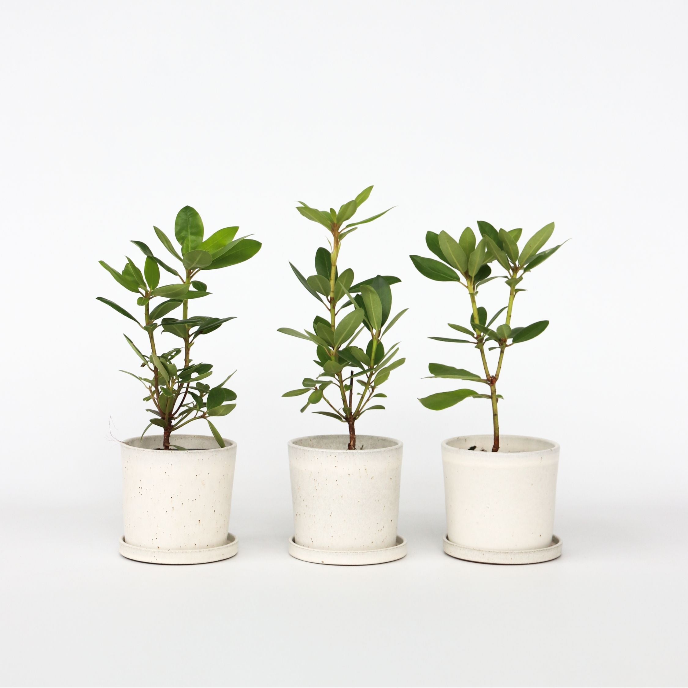 Rhododendron - Sæt med 3 - Busk 'Cunningham's White'