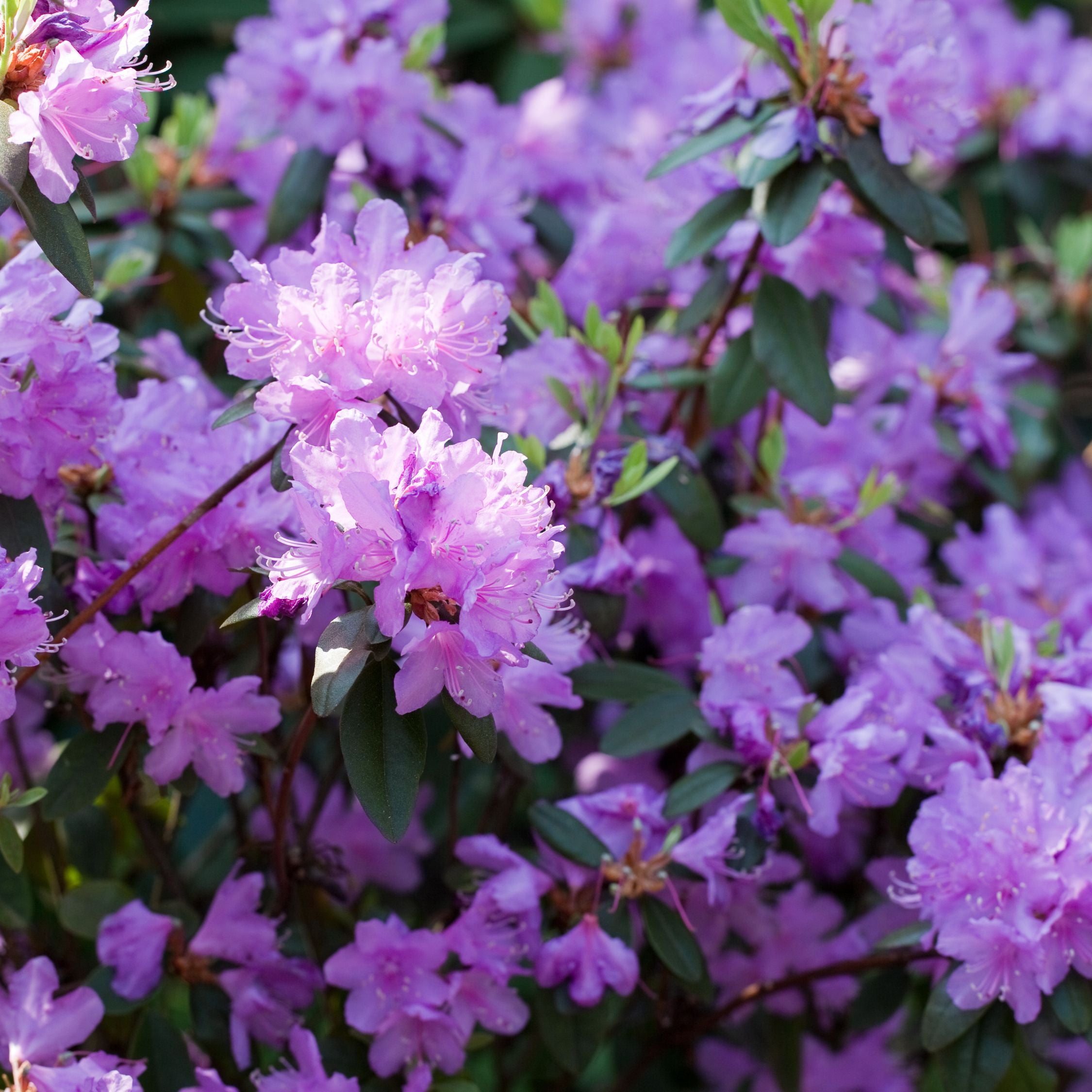 Rhododendronbusk - Sæt med 3 - Rhododendron catawbiense