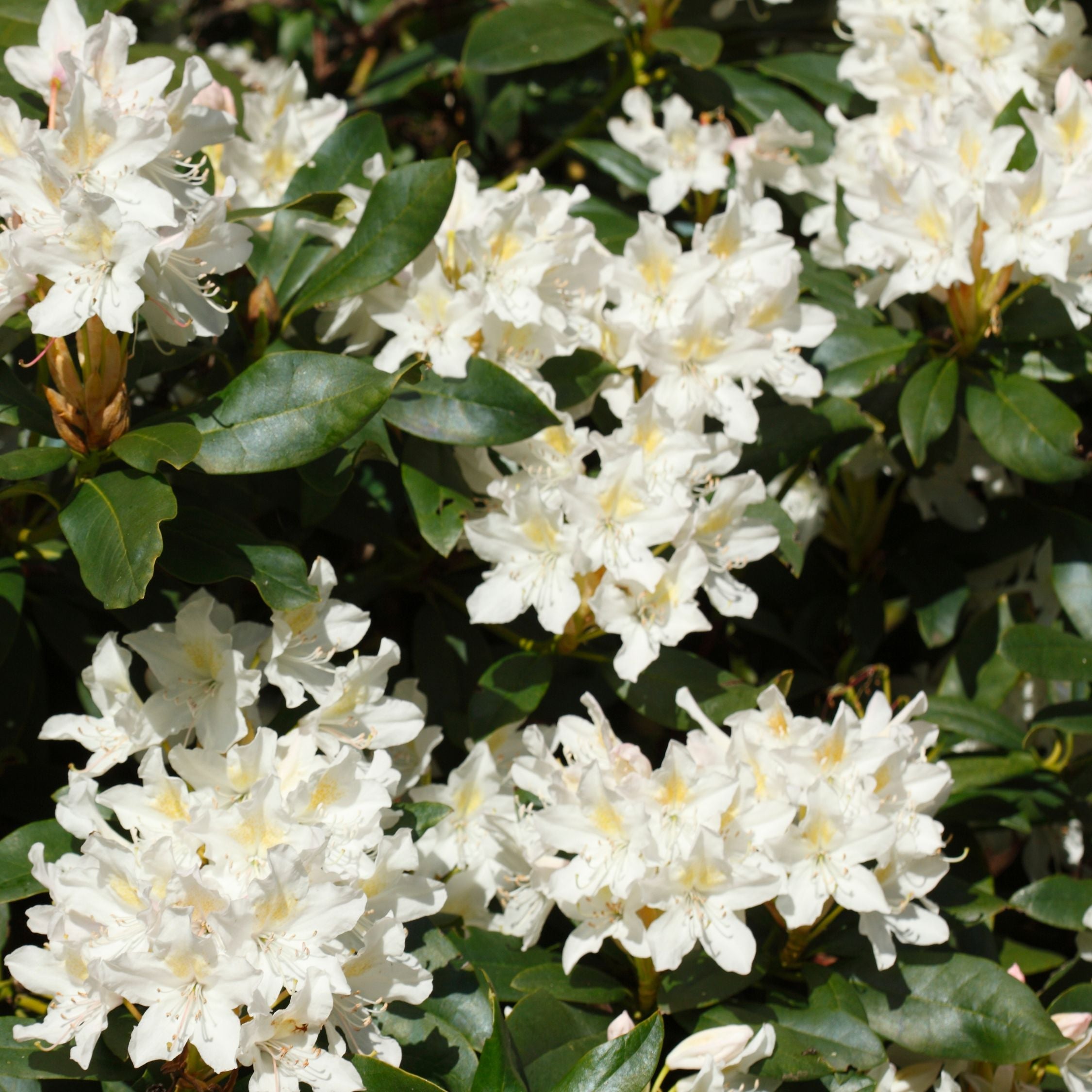 Rhododendronbusk - Sæt med 3 - Rhododendron catawbiense