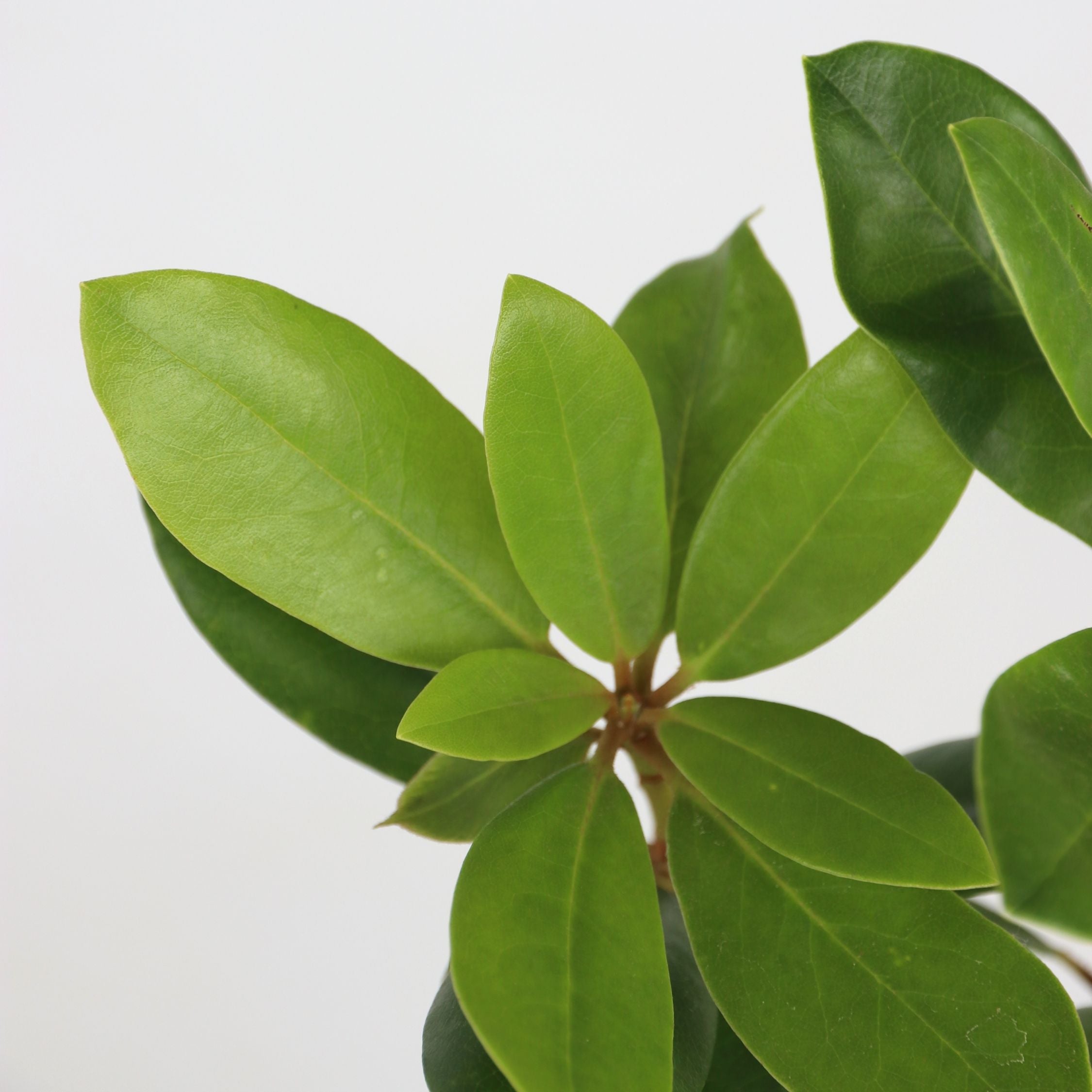 Rhododendronbusk - Sæt med 3 - R. 'Catawbiense purple'