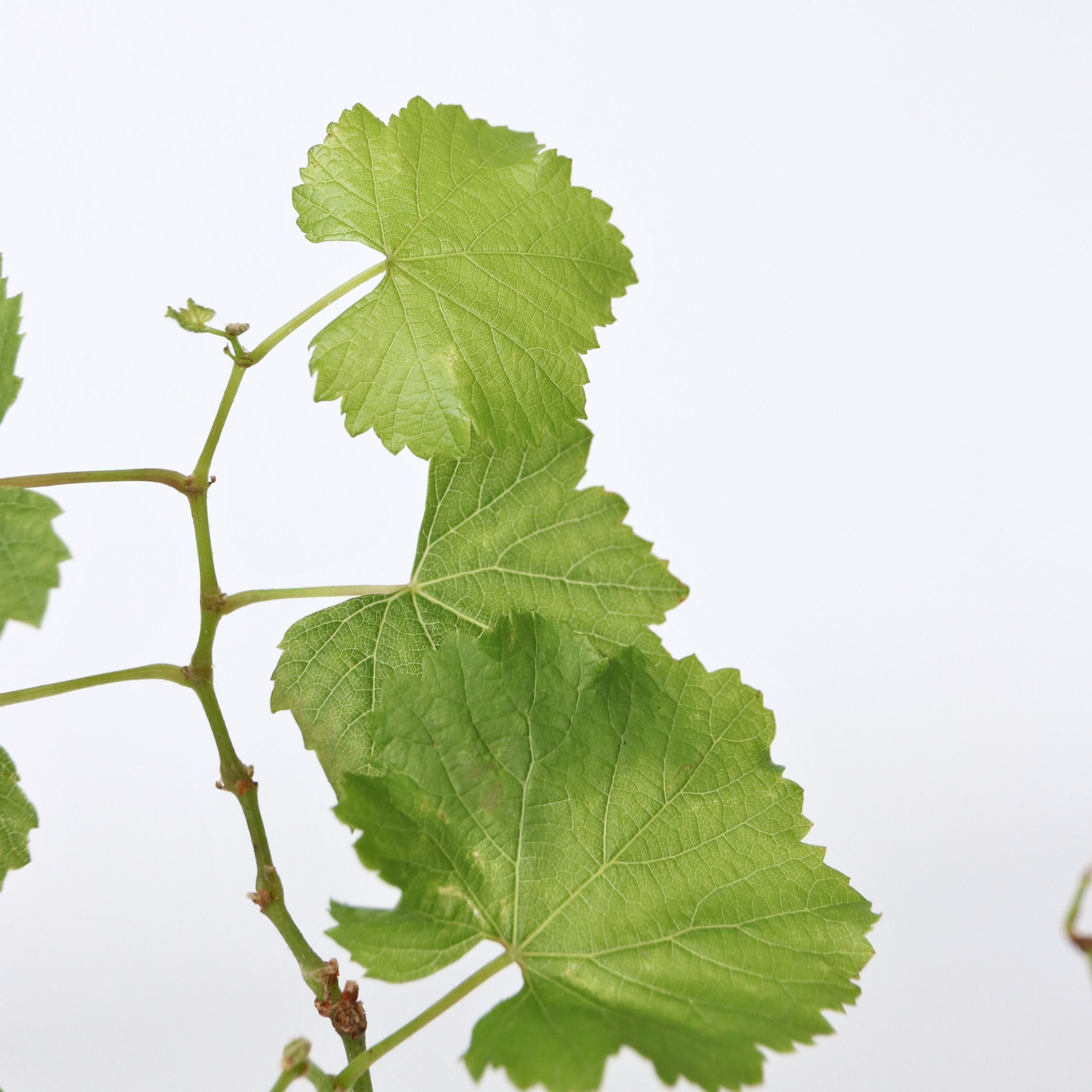 Vin - Sæt med 3 - Vitis vinifera