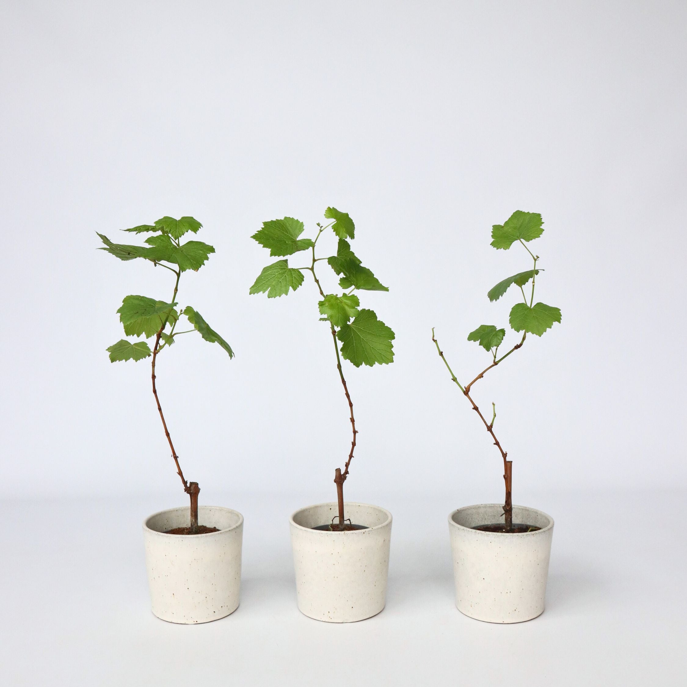 Vin - Sæt med 3 - Vitis vinifera