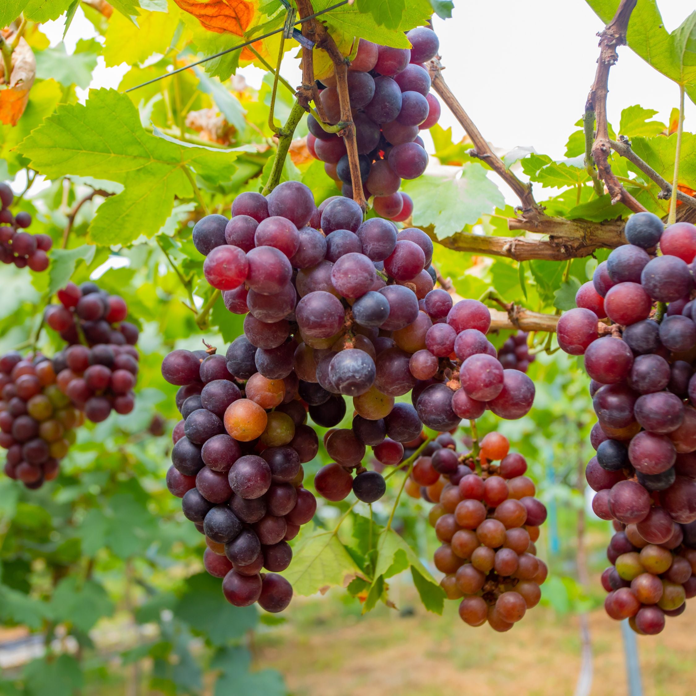 Vin - Sæt med 3 - Vitis vinifera
