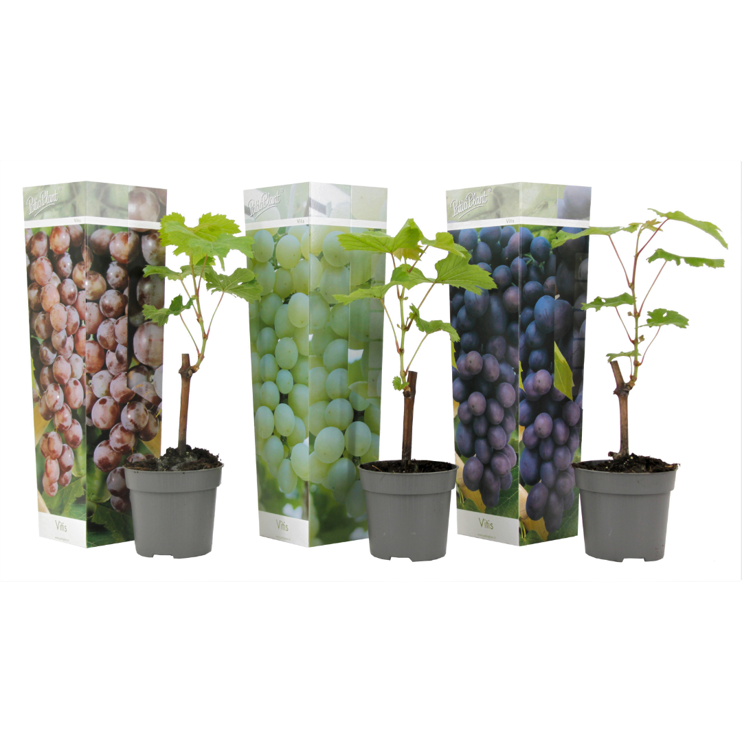 Vin - Sæt med 3 - Vitis vinifera