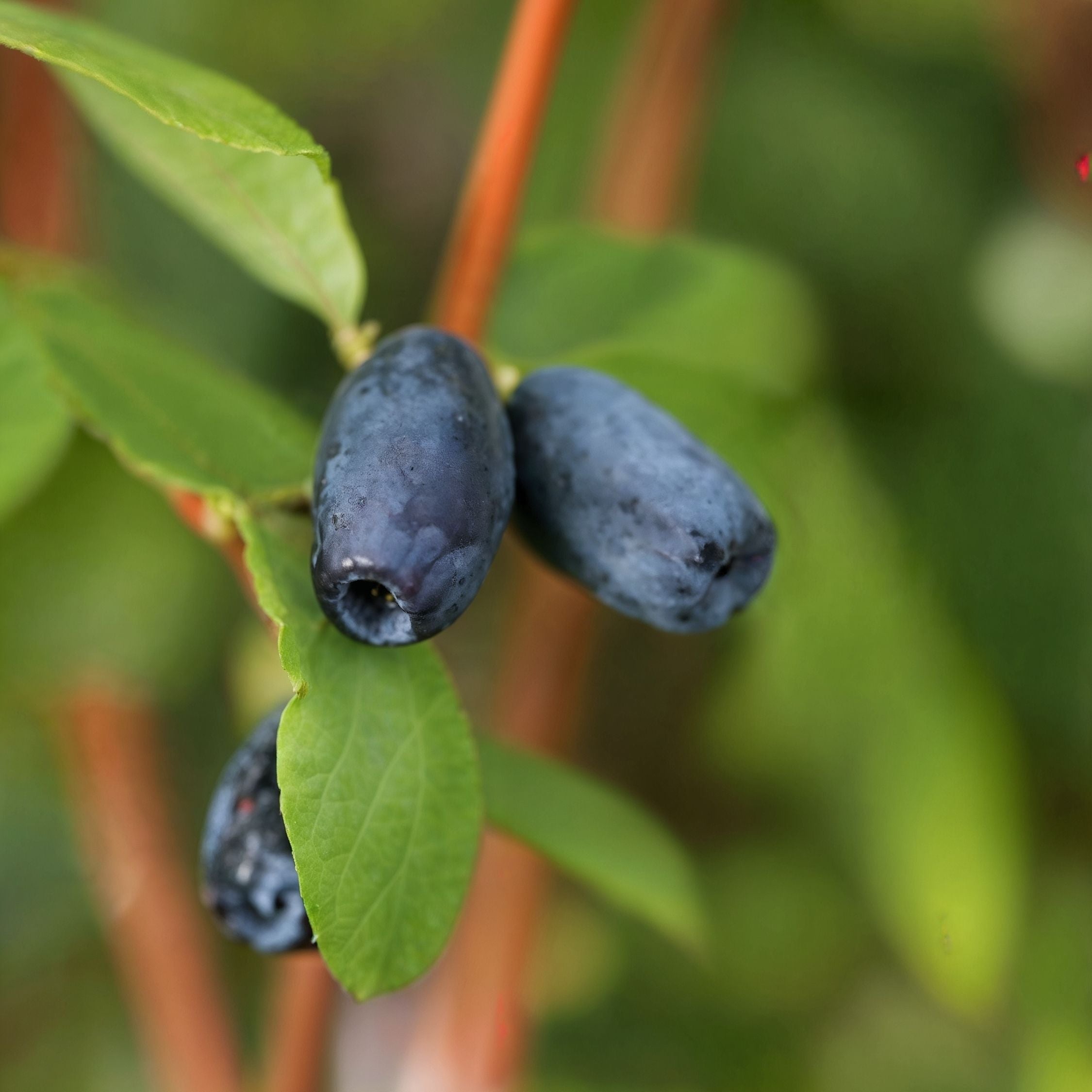 Sibirisk blåbær - Sæt med 3 - Lonicera kamtchatica