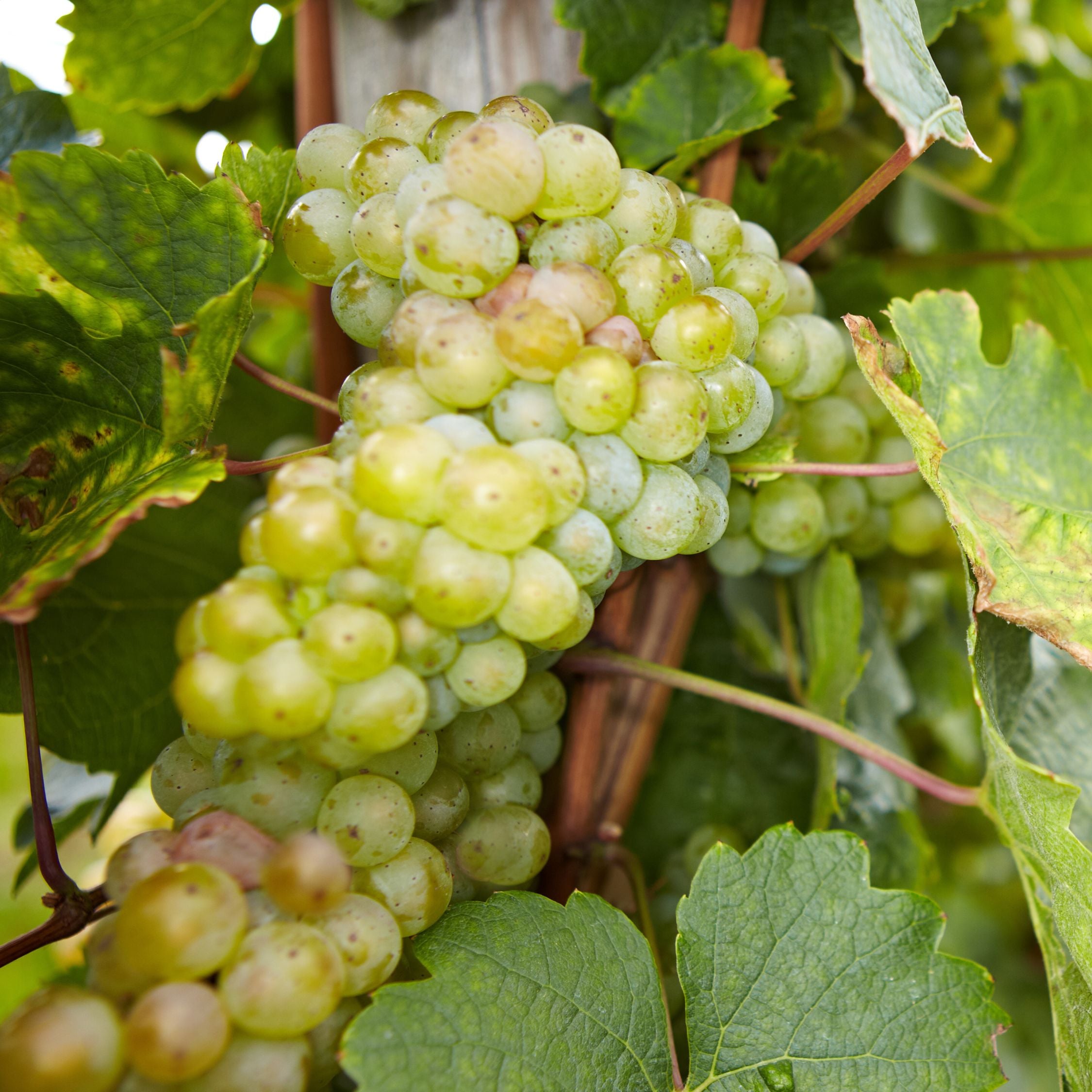 Vin - Sæt med 3 - Vitis vinifera 'Chardonnay'