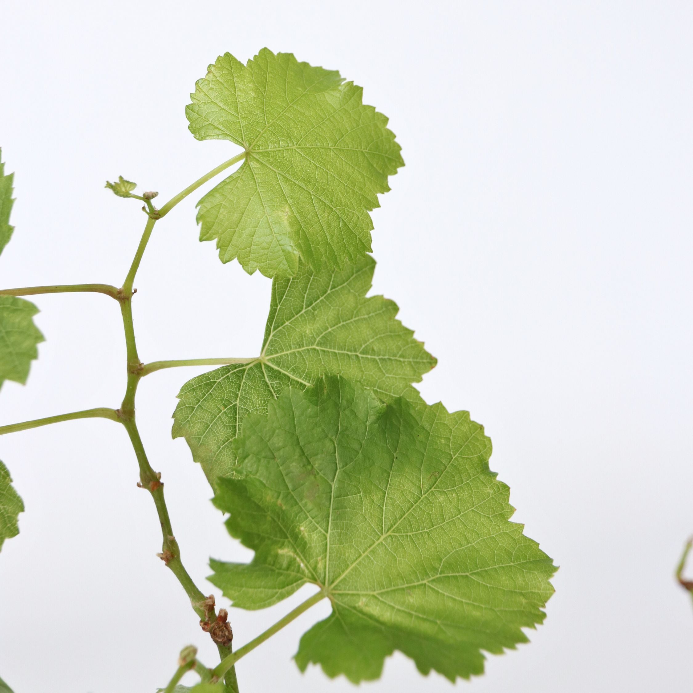 Vin - Sæt med 3 - Vitis vinifera 'Chardonnay'