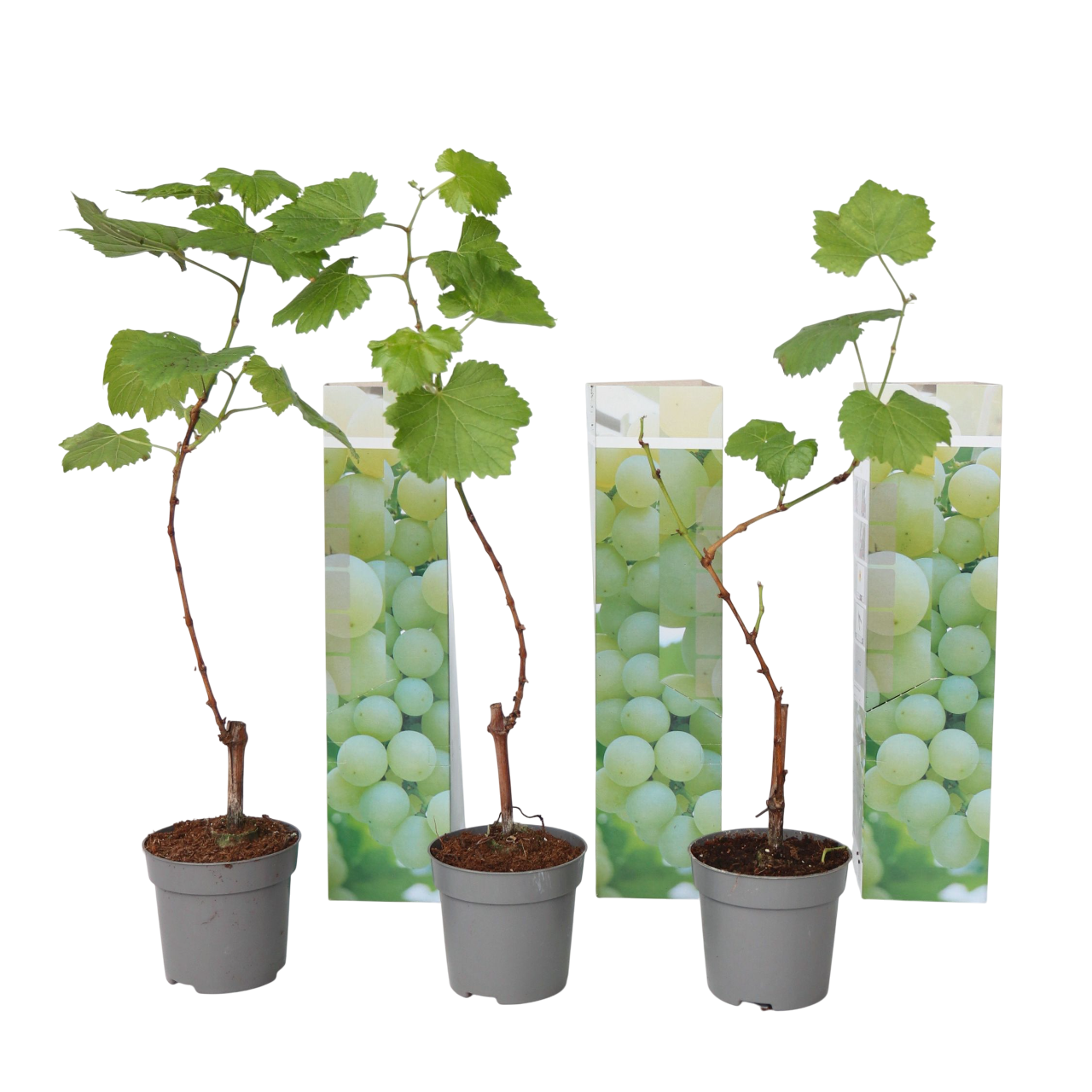 Vin - Sæt med 3 - Vitis vinifera 'Chardonnay'