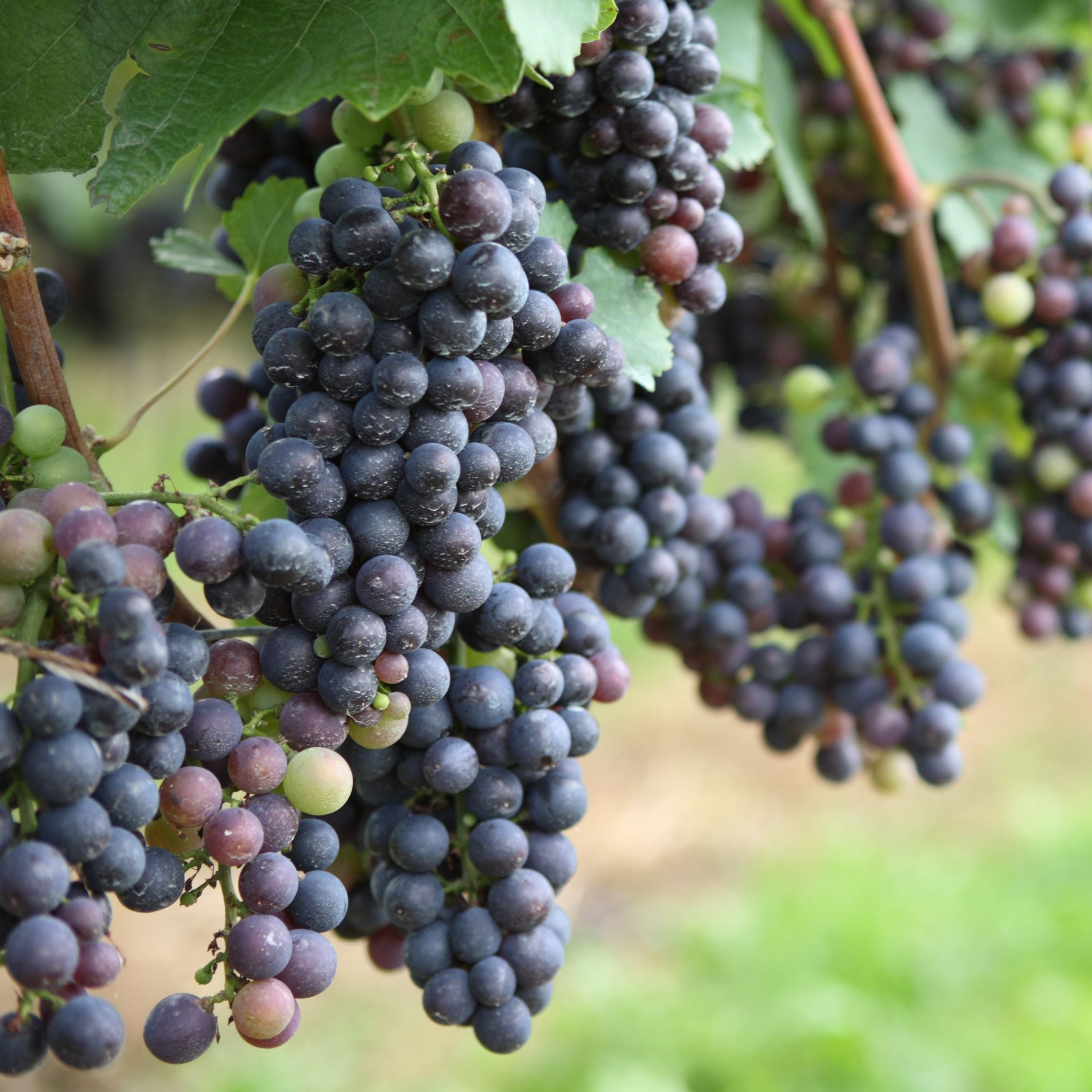 Vin - Sæt med 3 - Vitis vinifera 'Cabernet franc'