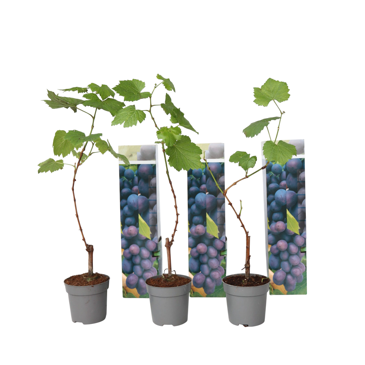 Vin - Sæt med 3 - Vitis vinifera 'Cabernet franc'