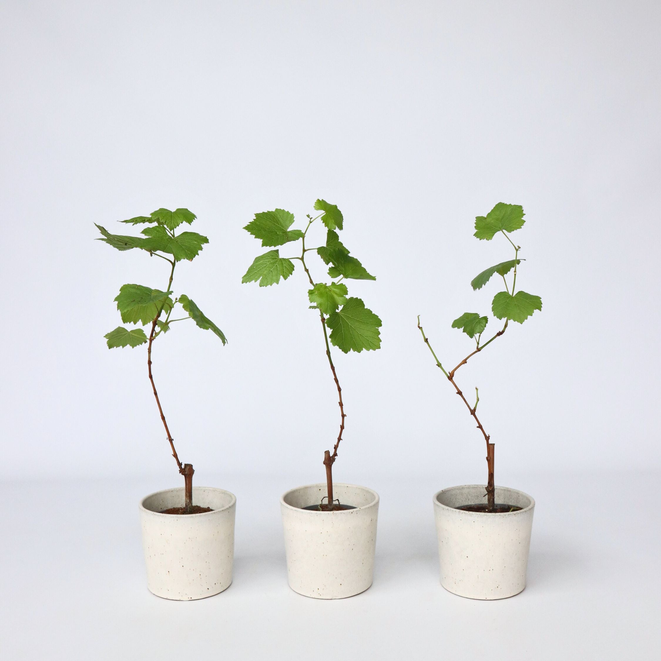 Vin - Sæt med 3 - Vitis vinifera 'pinot gris'