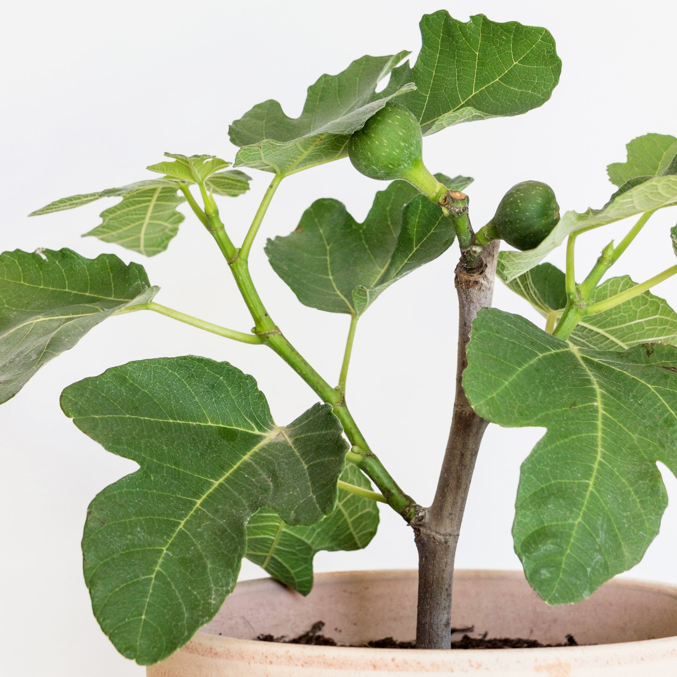 Figen - Sæt med 2 - Ficus carica 'Brown Turkey'