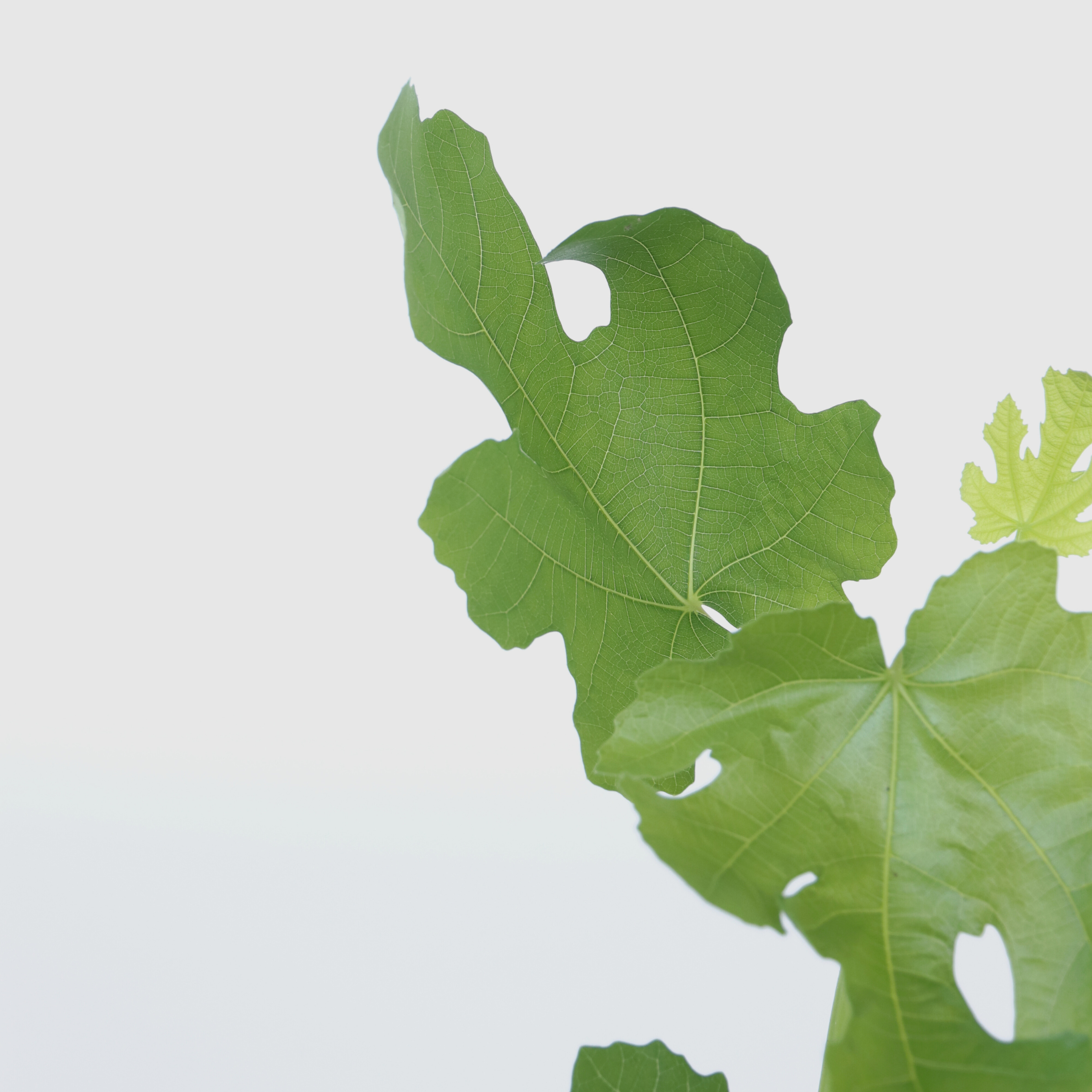 Figen - Sæt med 2 - Ficus carica 'Brown Turkey'