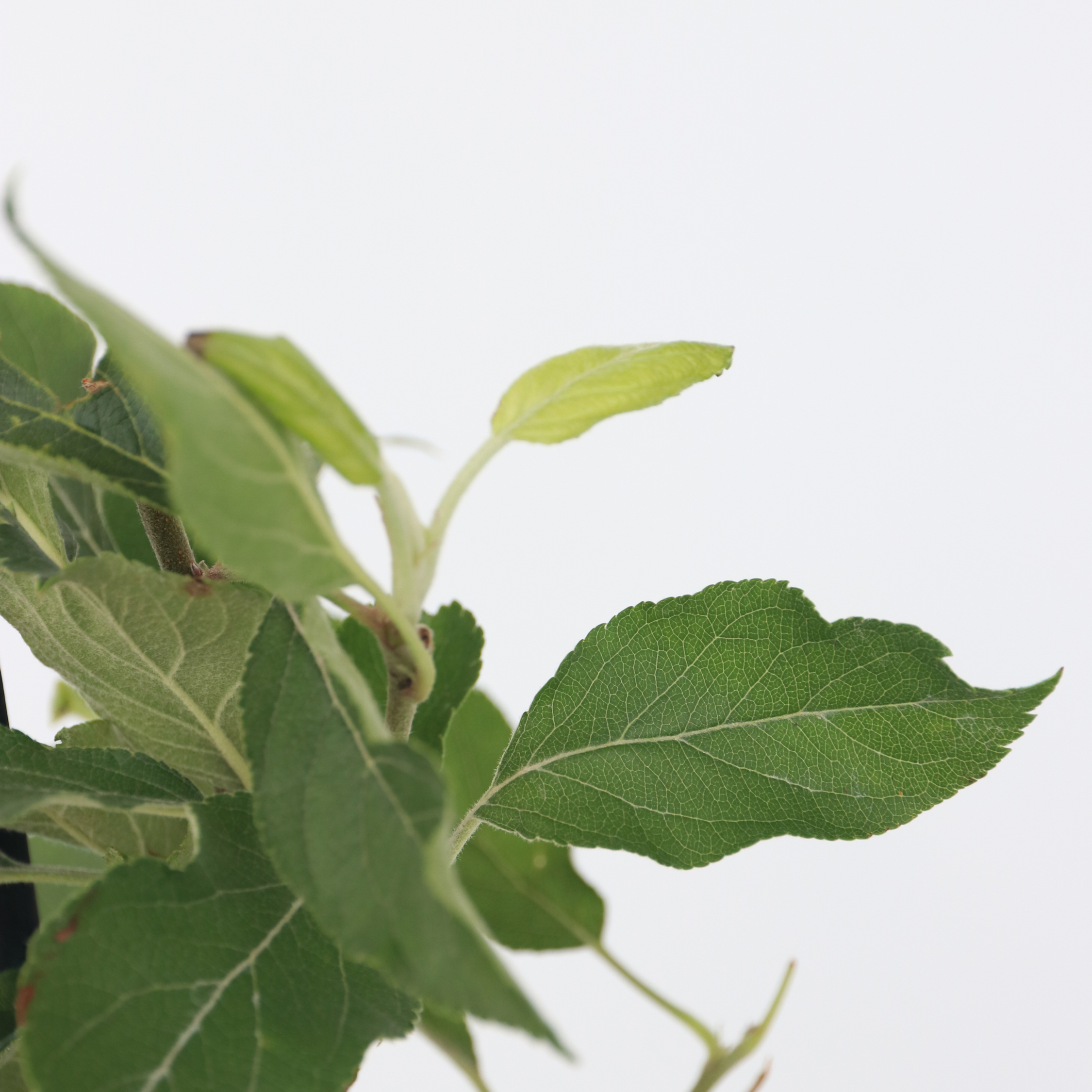 Frugttræblanding - Sæt med 4 - Malus, Pryus, Prunus