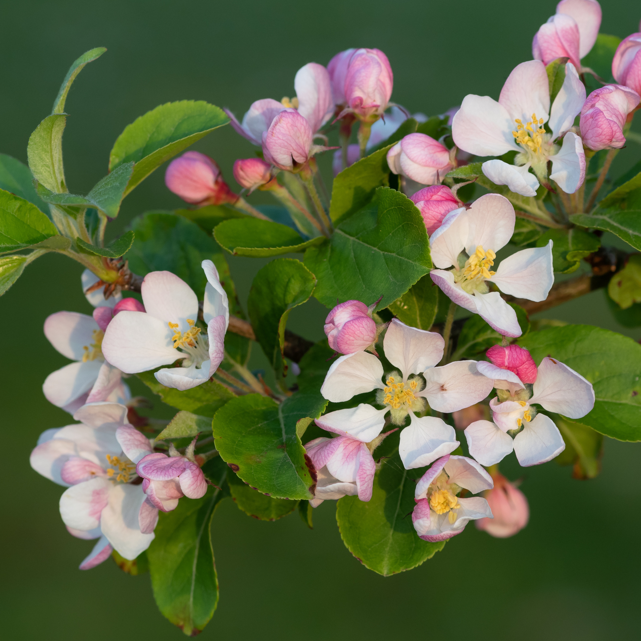 Frugttræblanding - Sæt med 4 - Malus, Pryus, Prunus