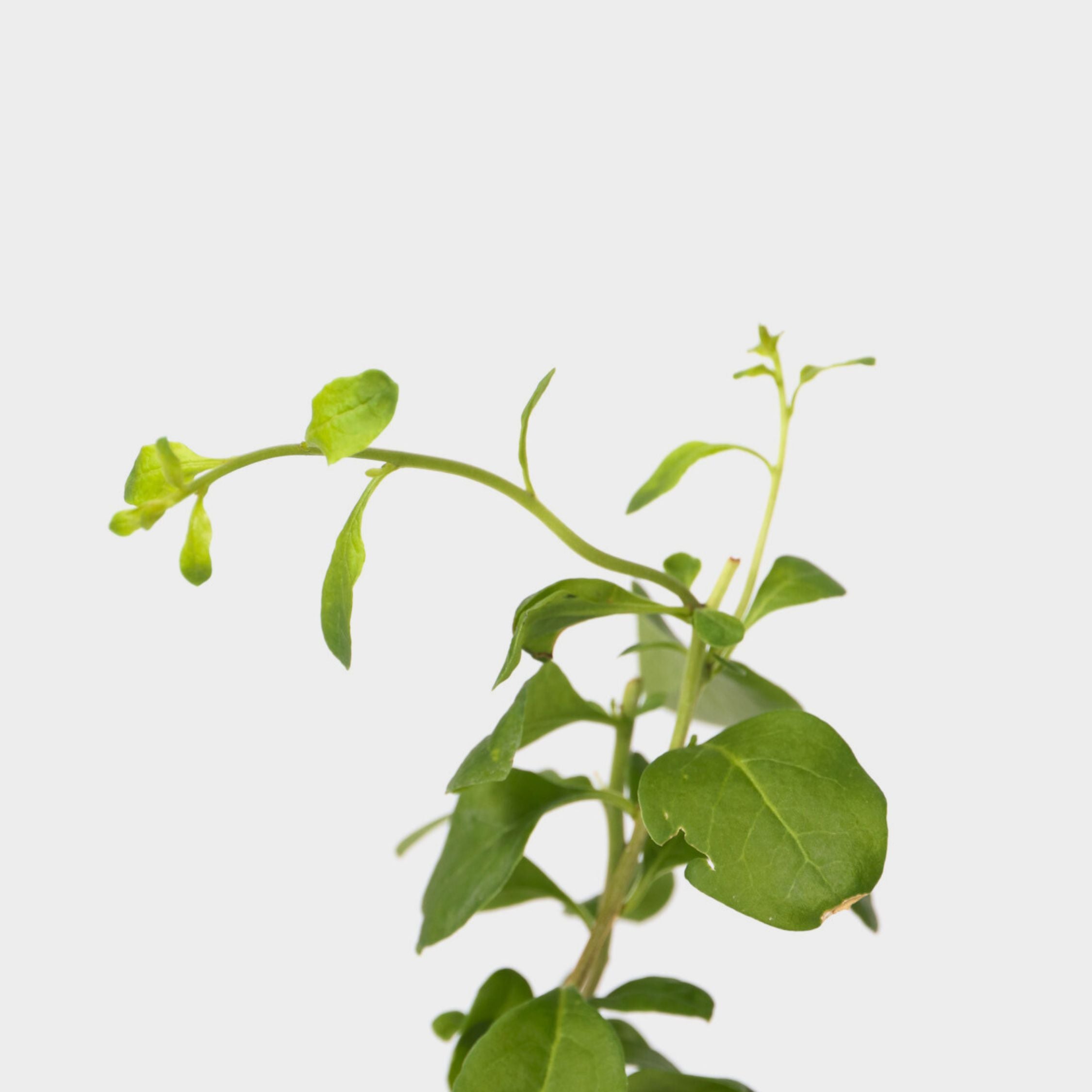 Goji bær - Sæt med 3 - Lycium barbarum