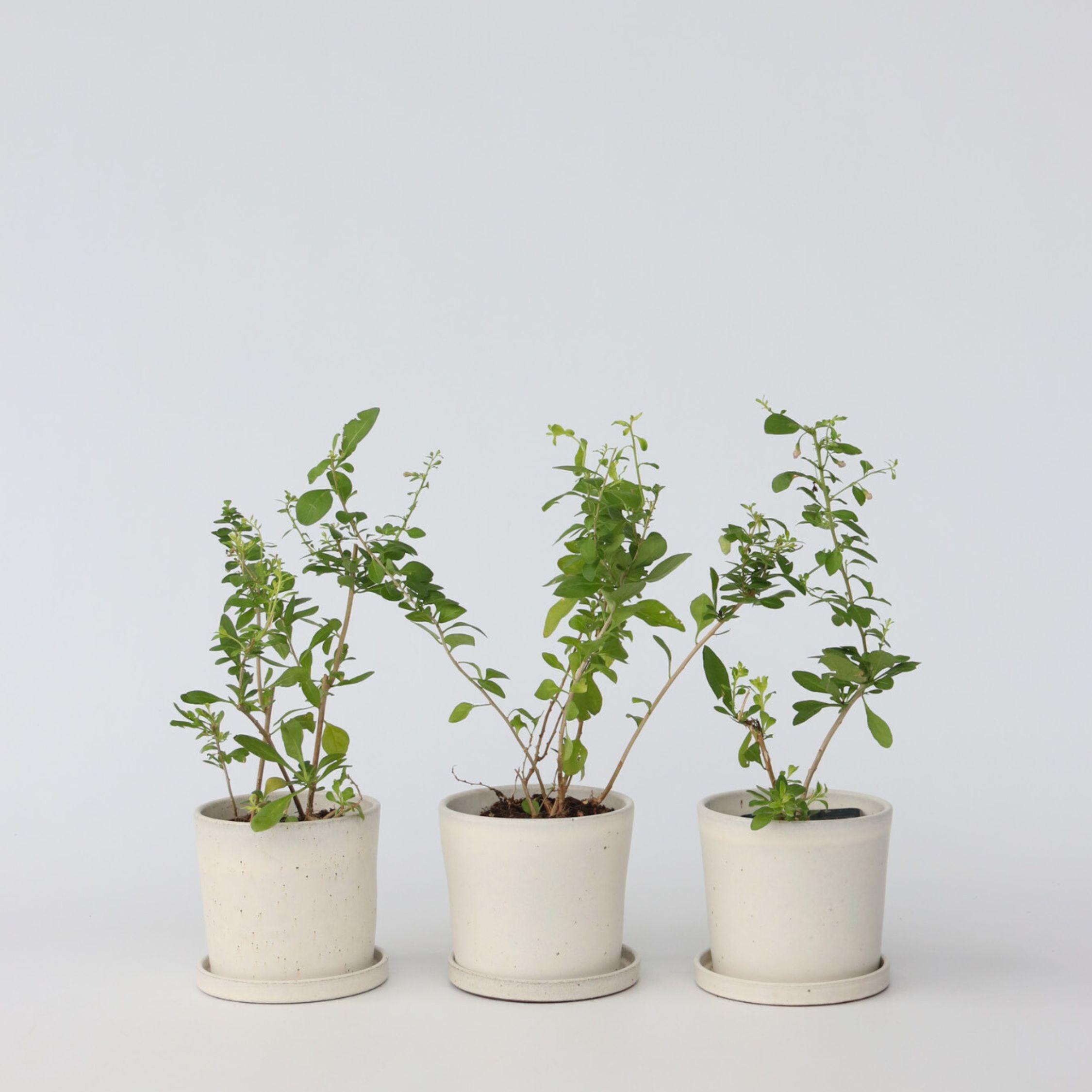 Goji bær - Sæt med 3 - Lycium barbarum