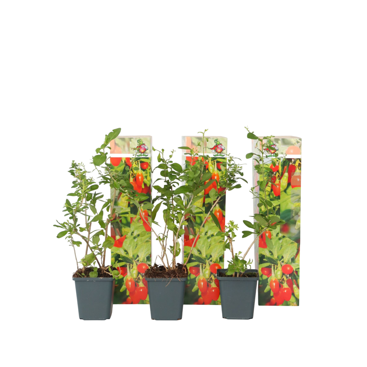 Goji bær - Sæt med 3 - Lycium barbarum