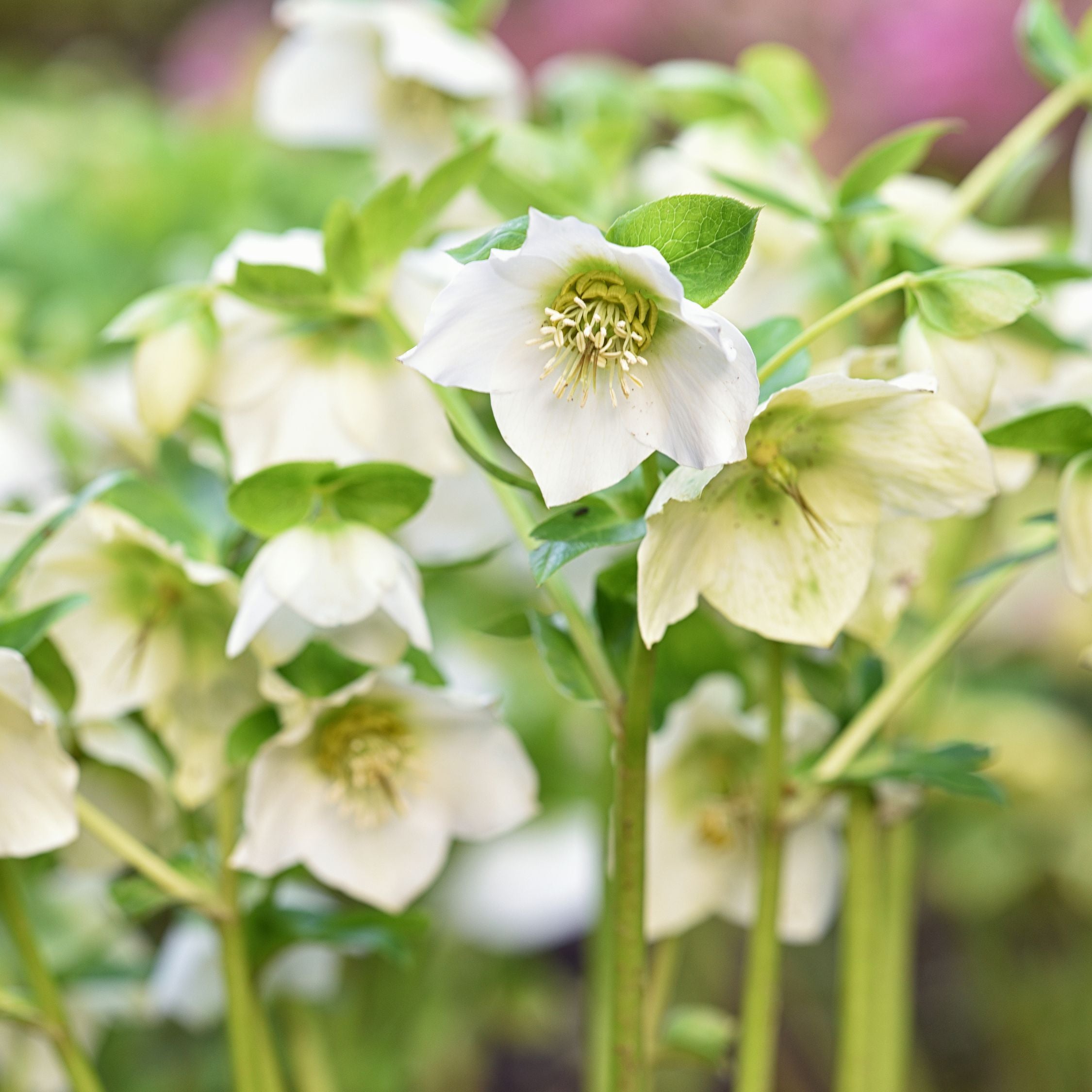 Julerose - Sæt med 3 - Helleborus niger 'Mont Blanc'