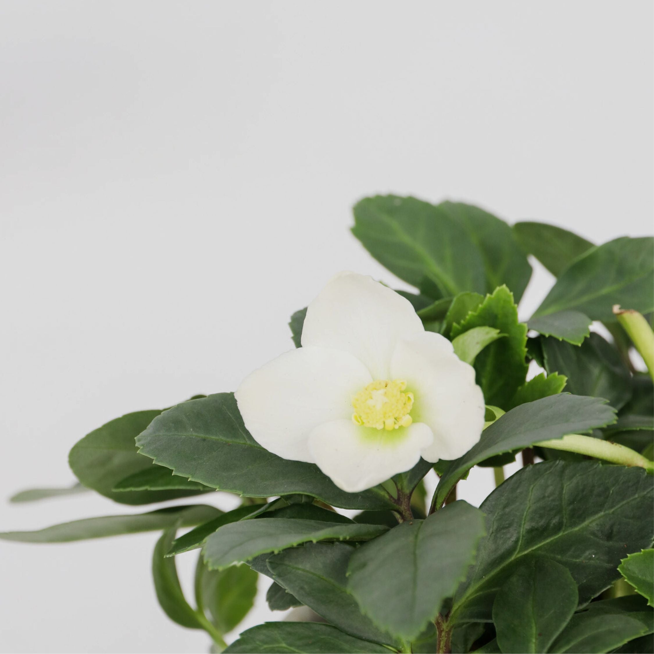Julerose - Sæt med 3 - Helleborus niger 'Mont Blanc'