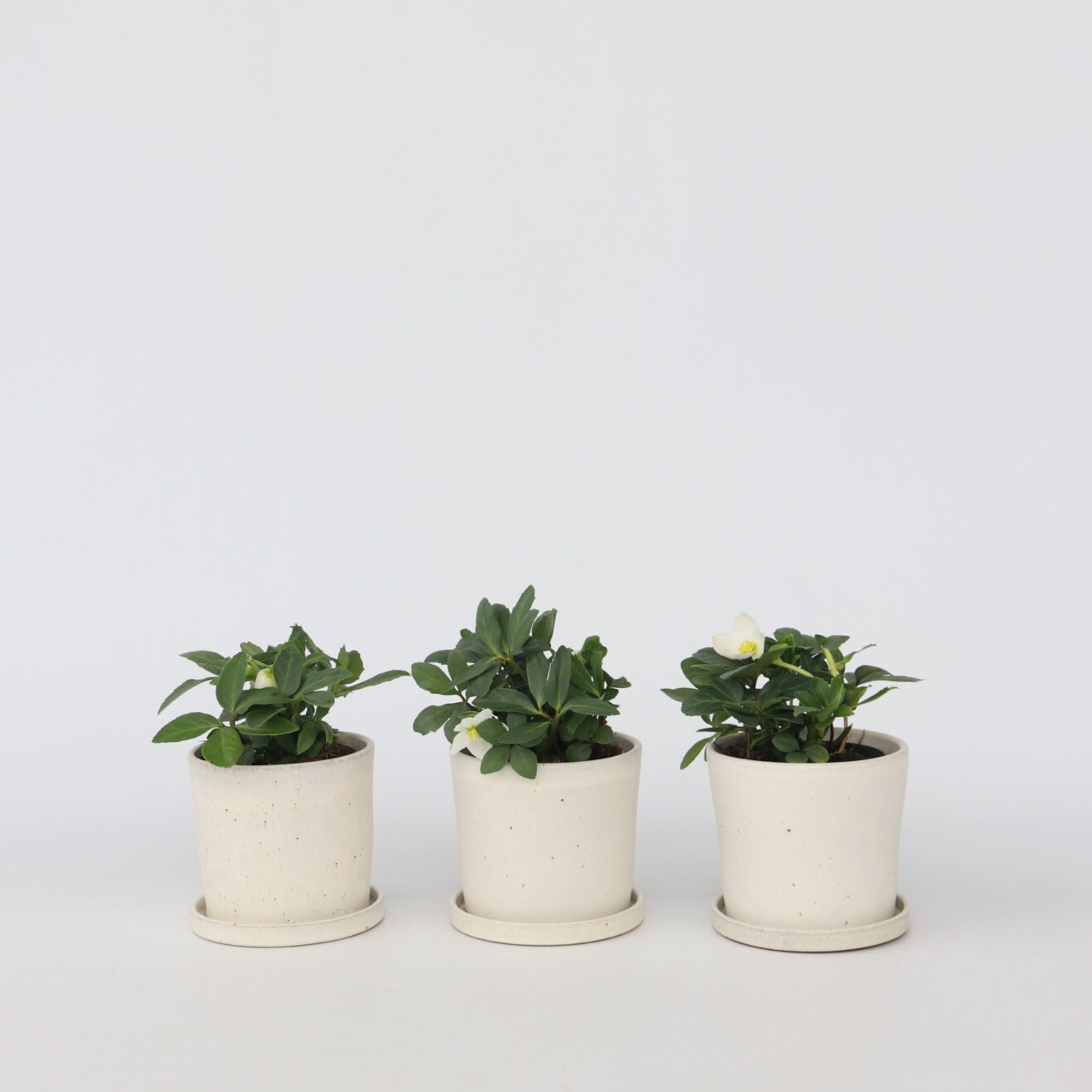 Julerose - Sæt med 3 - Helleborus niger 'Mont Blanc'