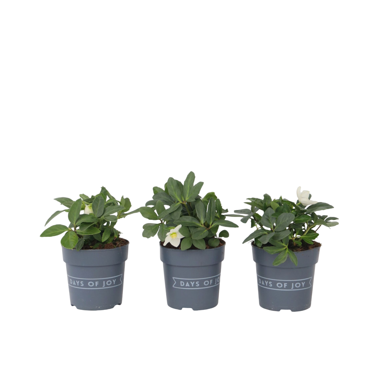 Julerose - Sæt med 3 - Helleborus niger 'Mont Blanc'