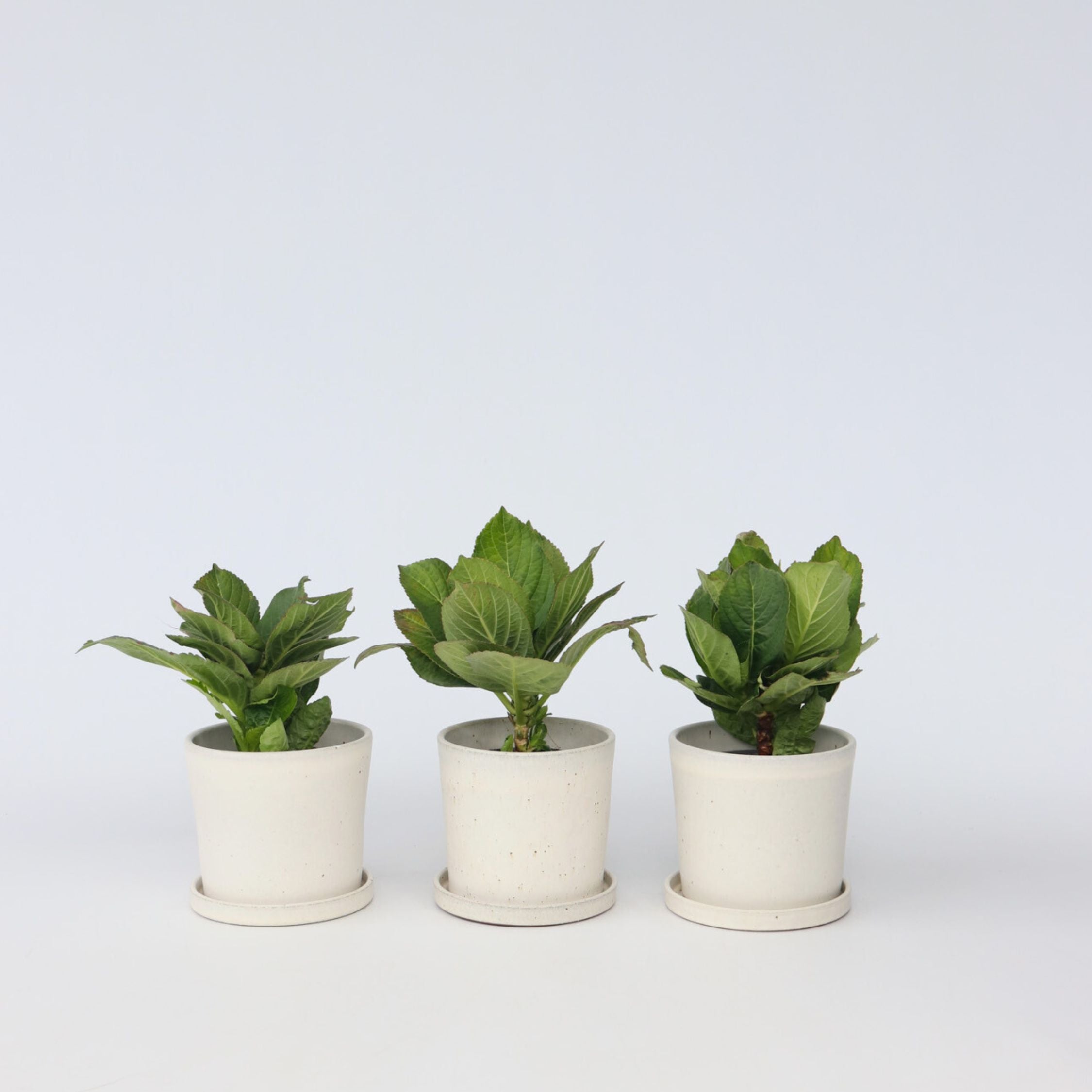 Havehortensia - Sæt med 3 | Hydrangea macrophylla 'Bavaria'