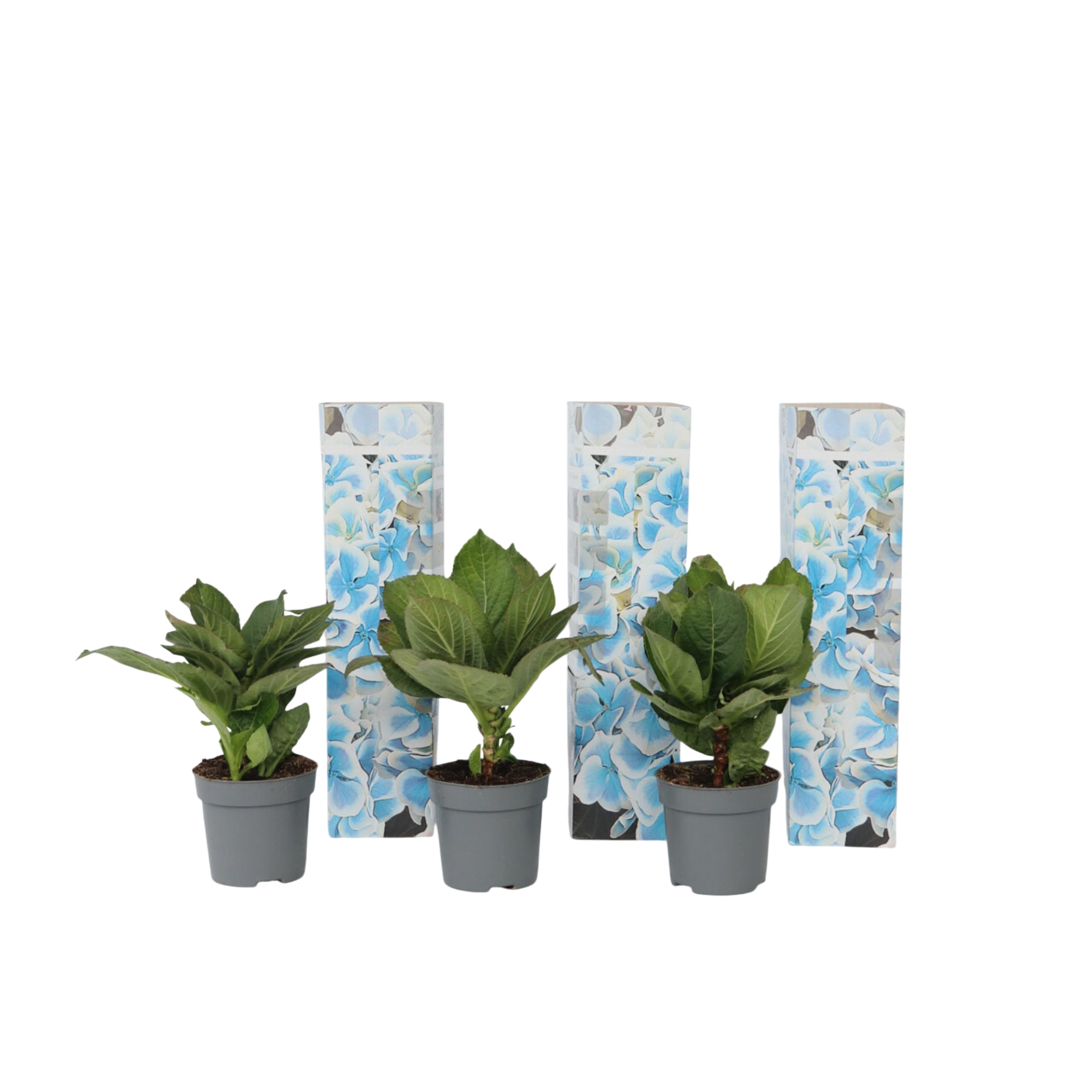 Havehortensia - Sæt med 3 | Hydrangea macrophylla 'Bavaria'