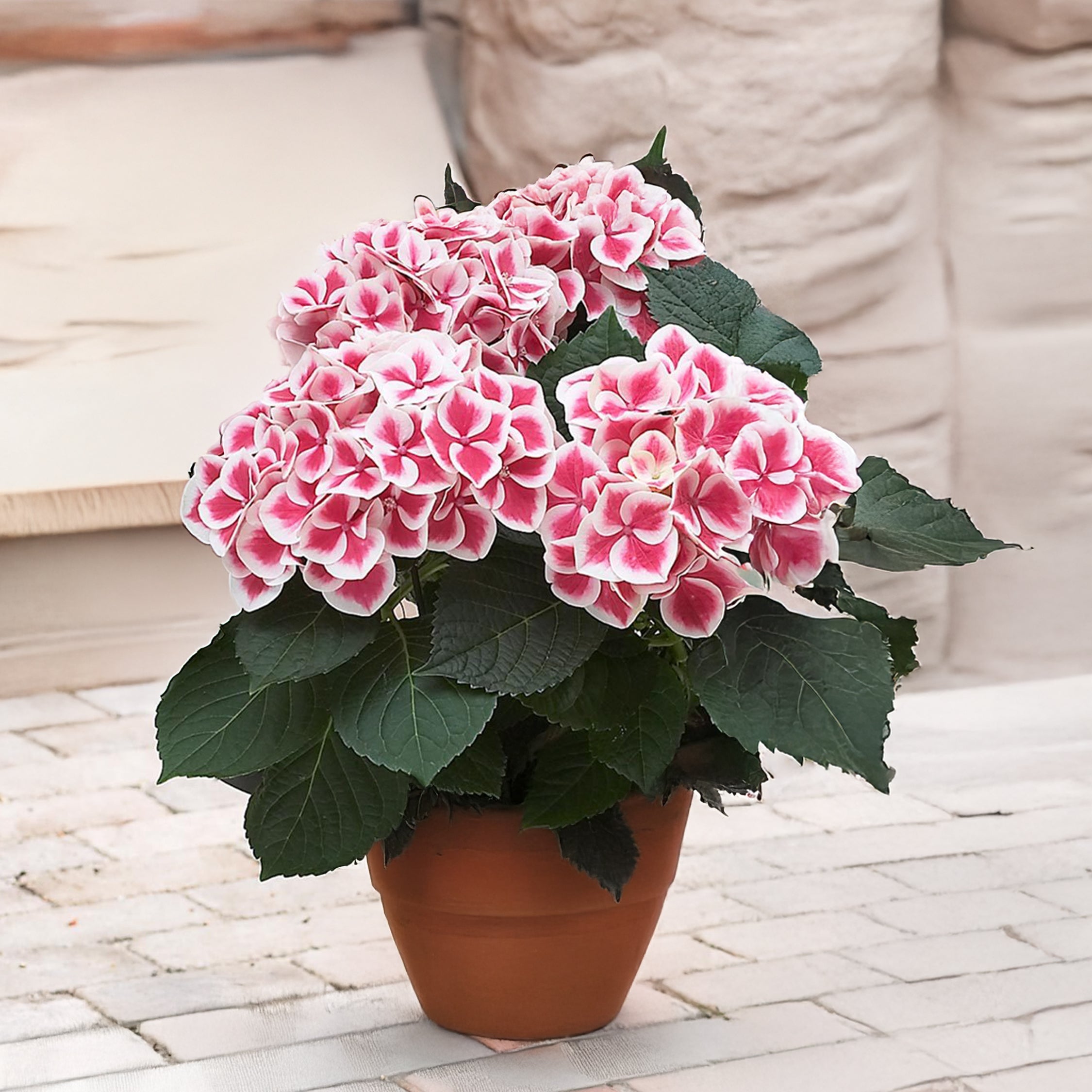Havehortensia - Sæt 3 - Hydrangea macrophylla 'Camilla'